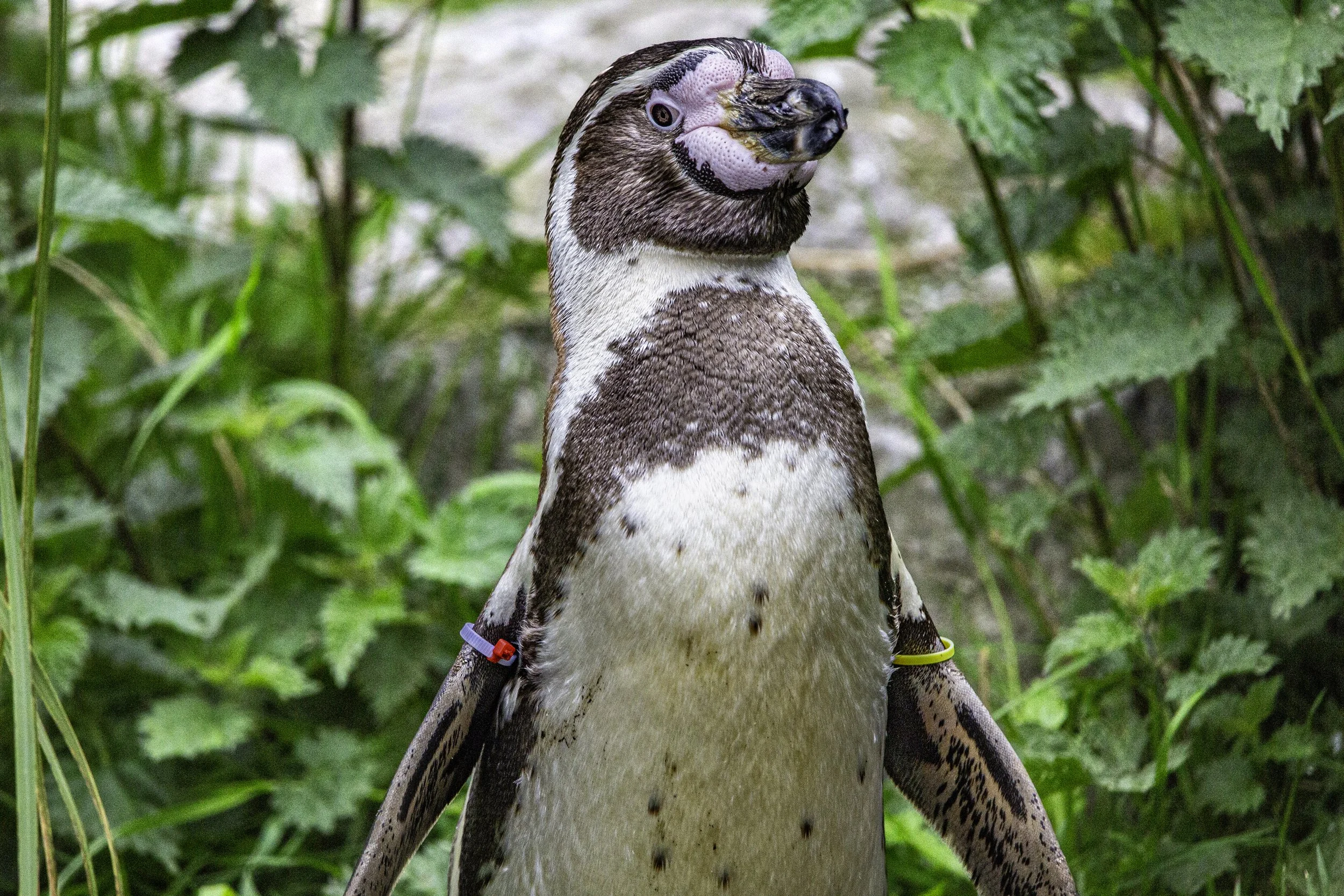 Humboldt Penguin