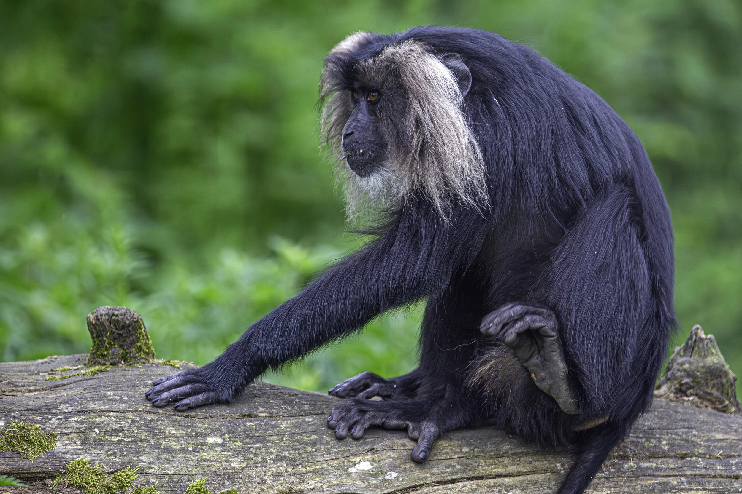 Lion-tailed Macaque