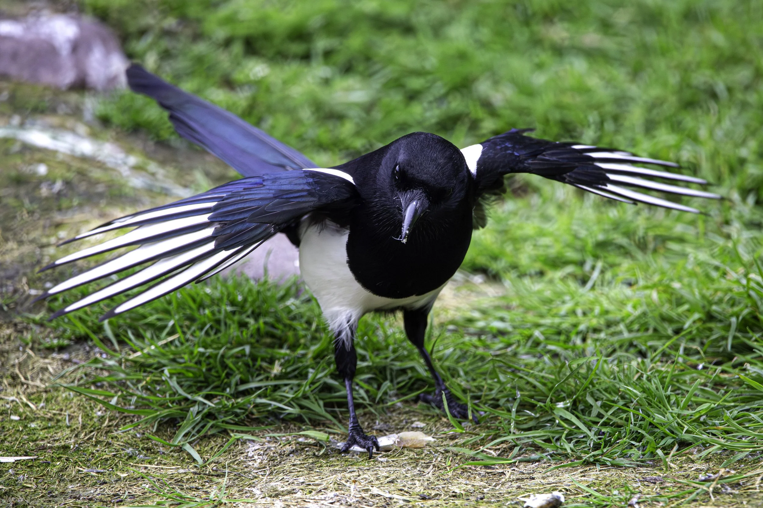 ACCIDENTAL BIRDS