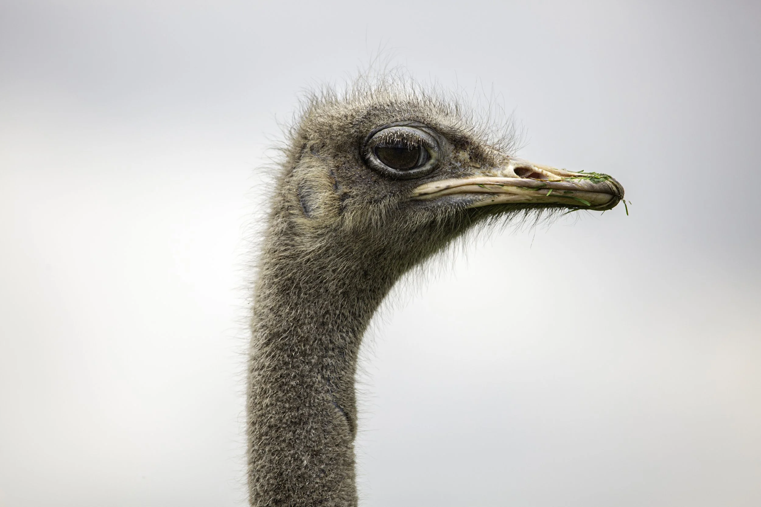 Ostrich