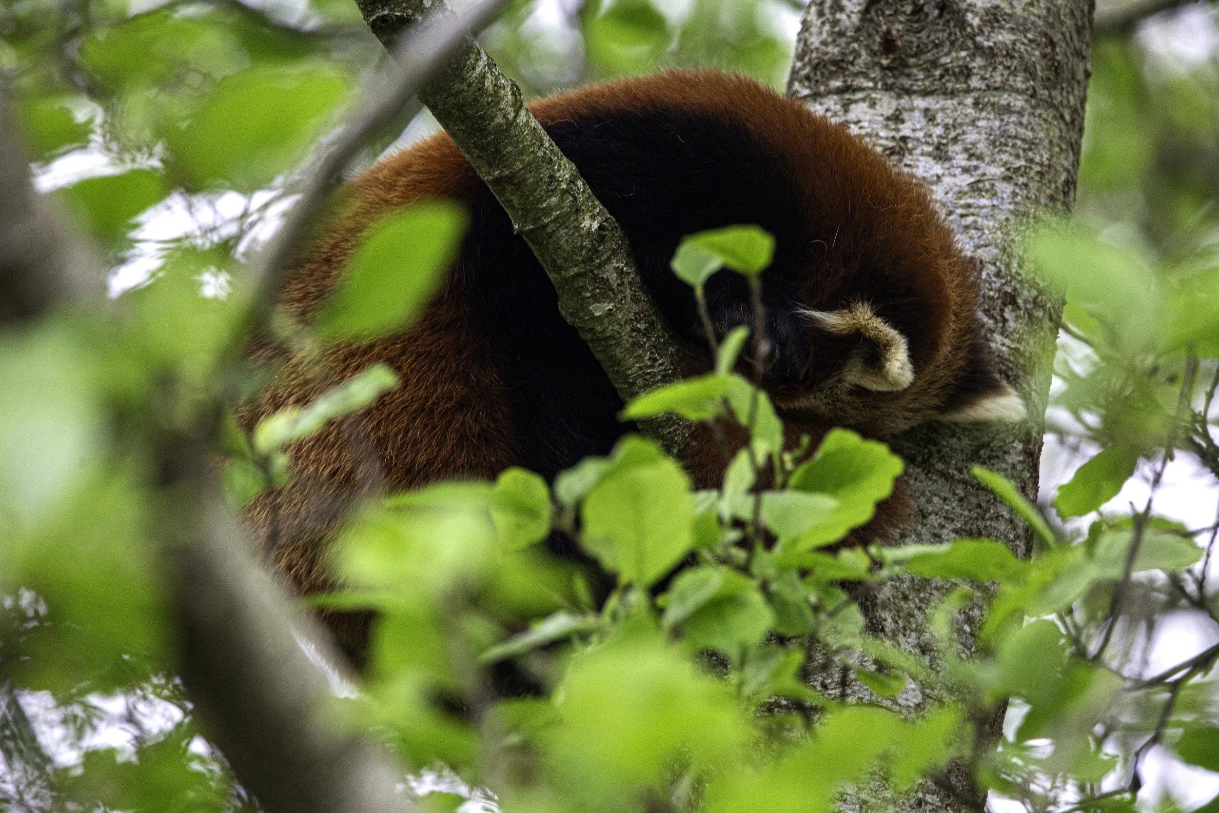 Red Panda