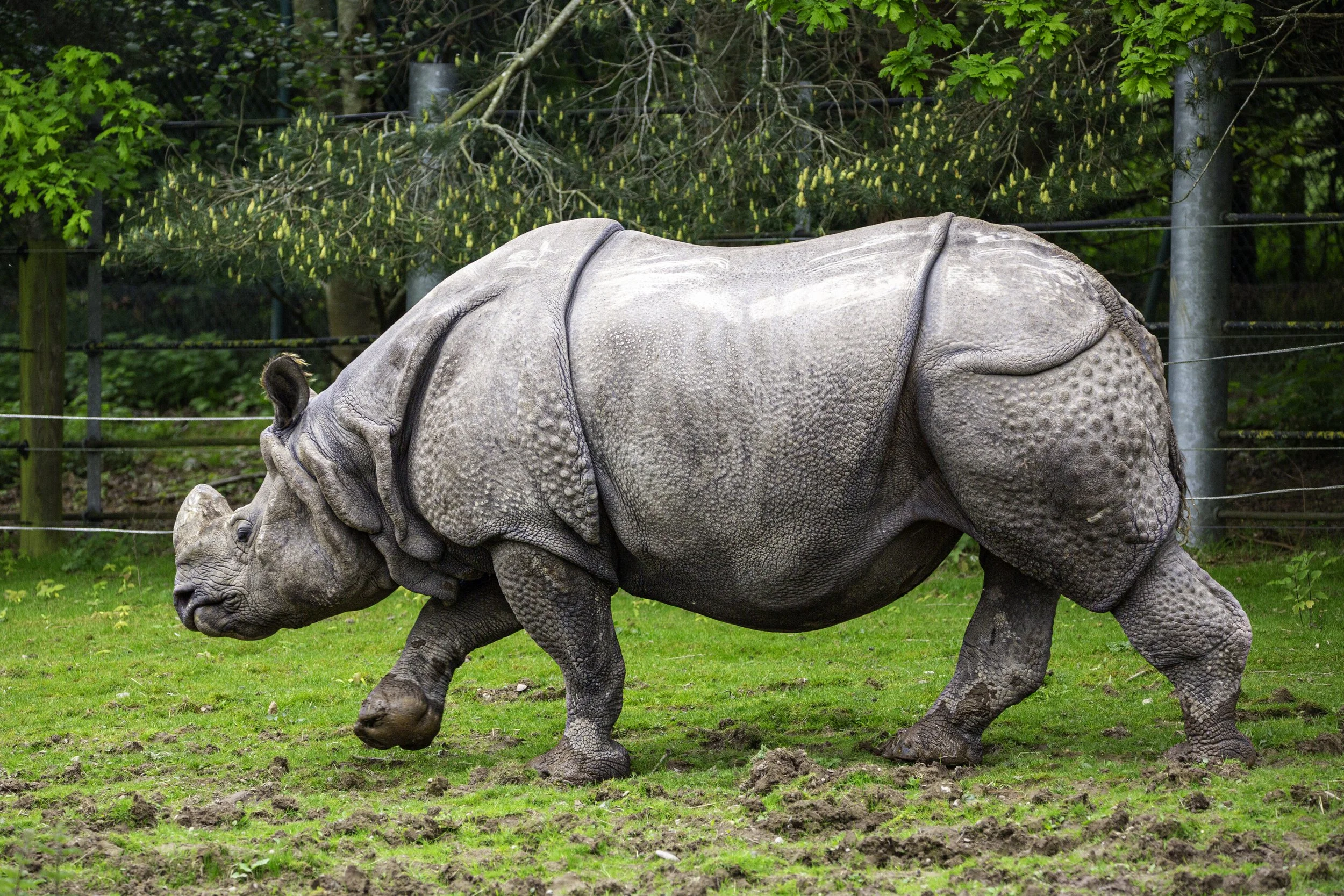Indian Rhino, male