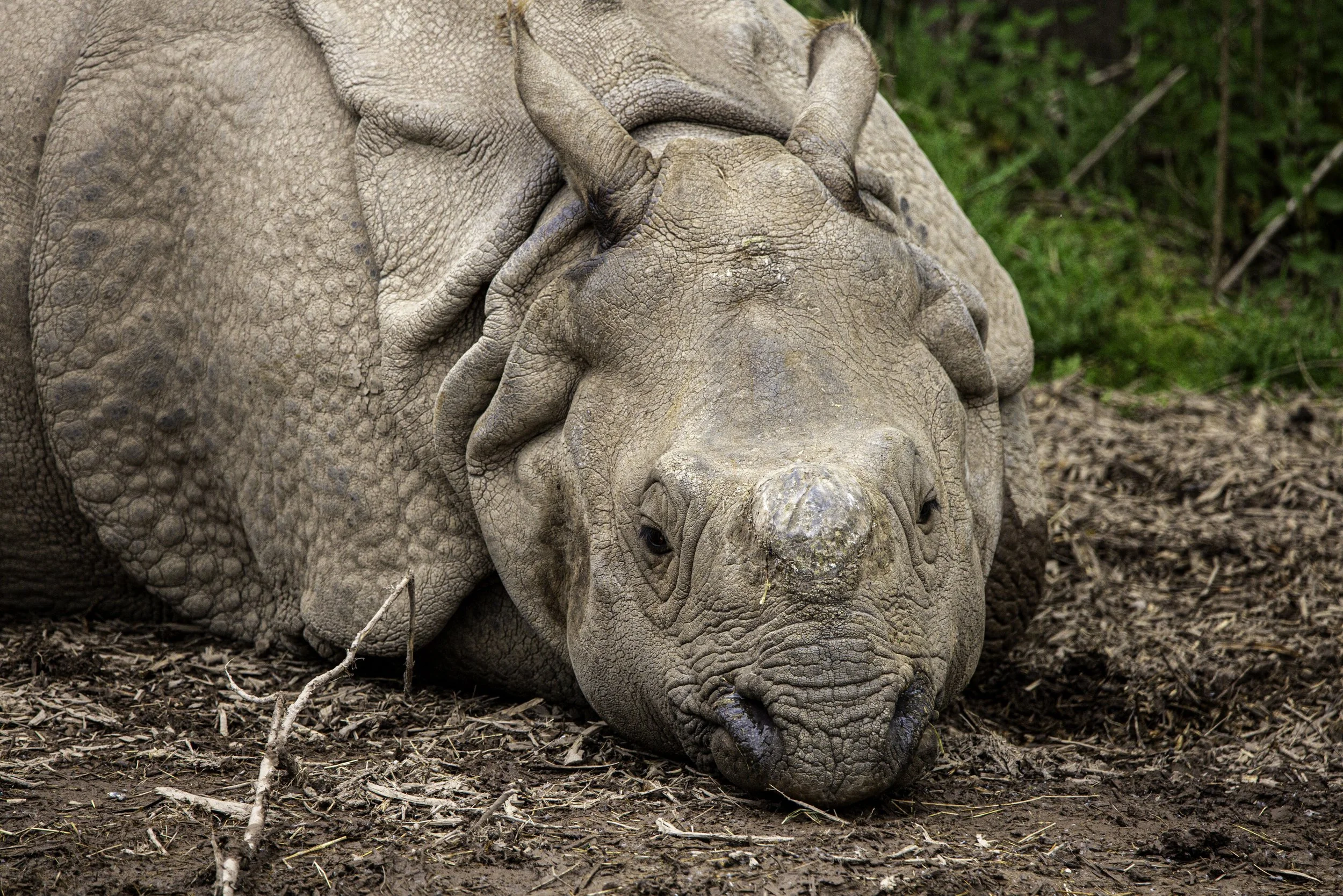 Indian Rhino, female