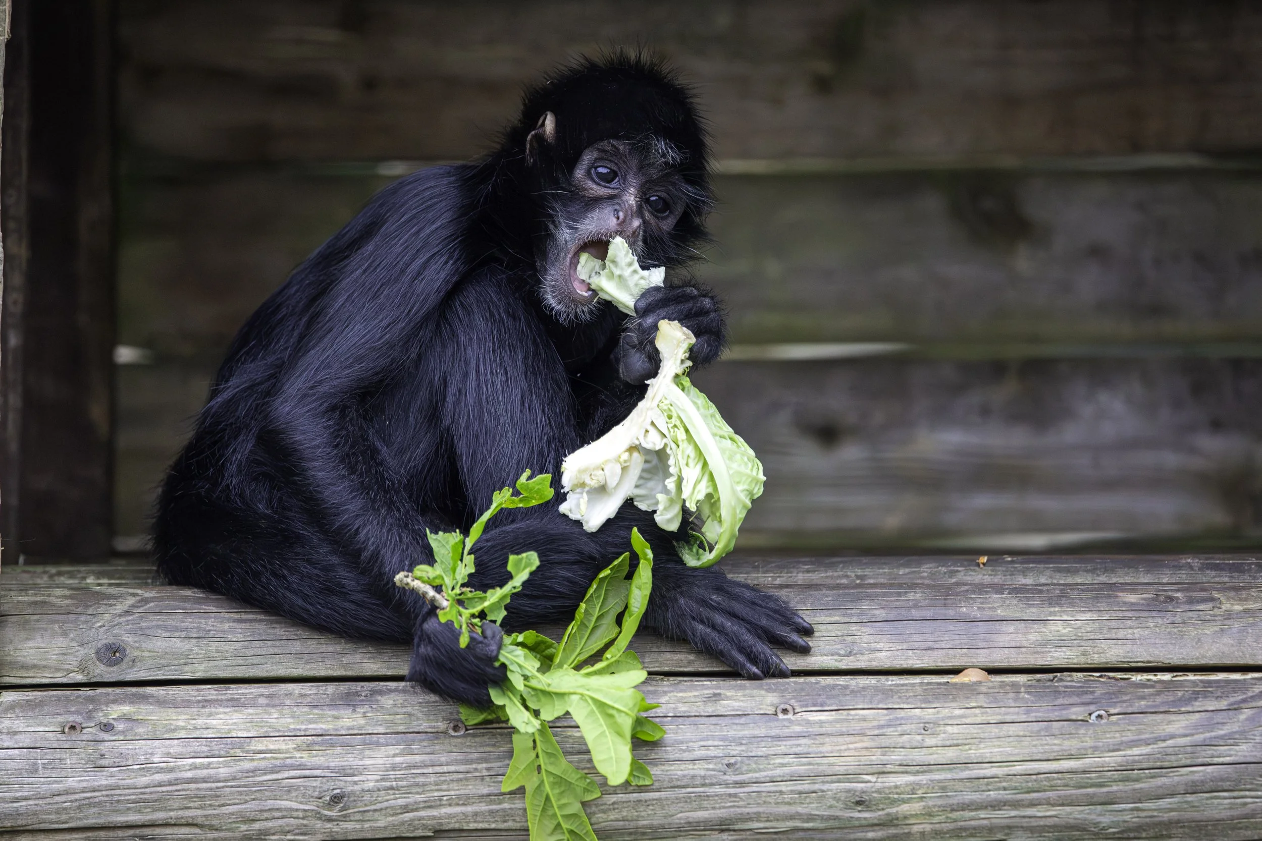 Colombian Black Spider Monkey