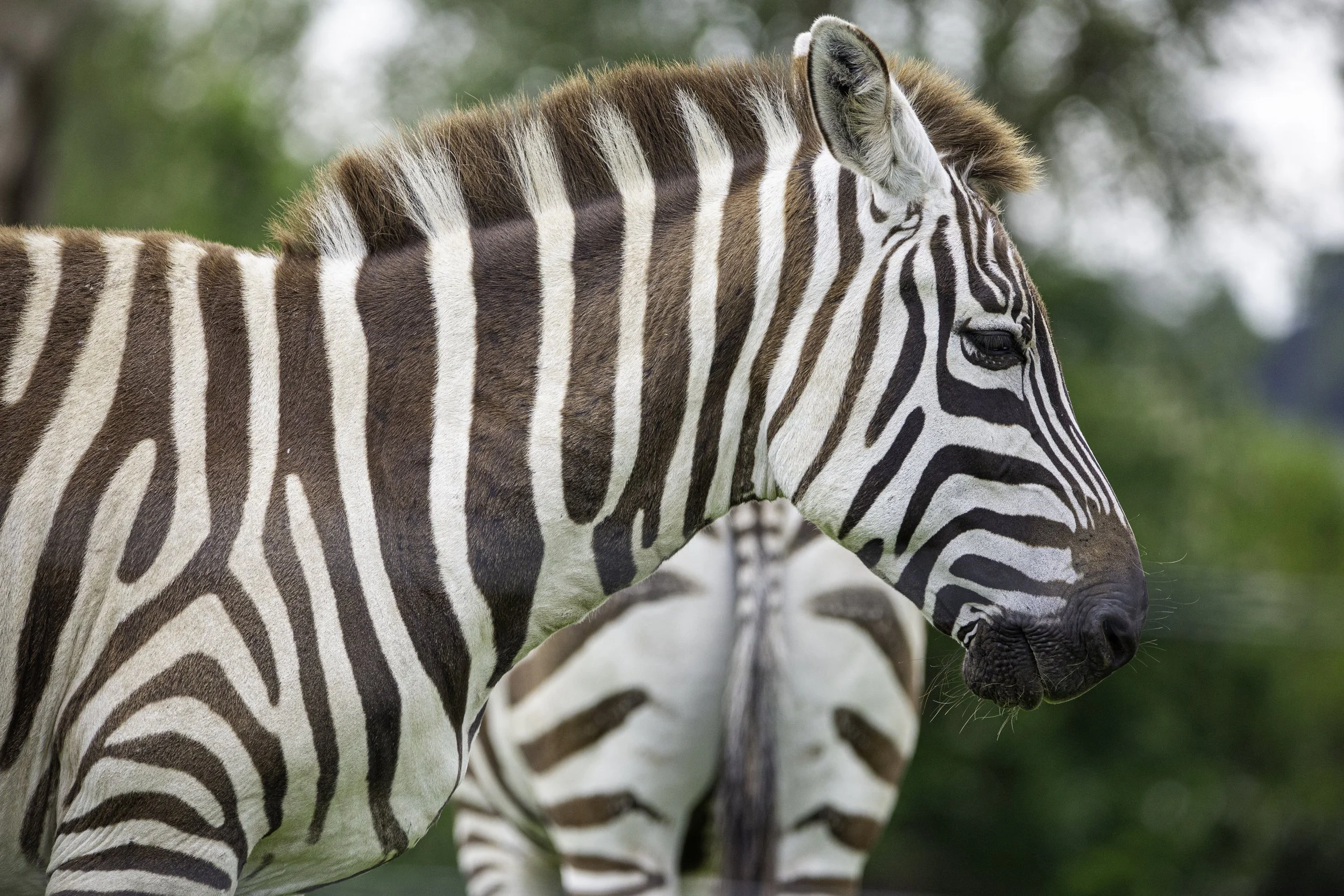 Plains Zebra
