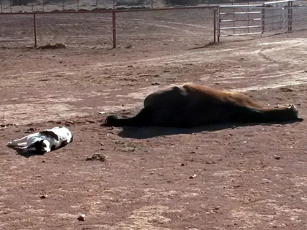 And while everybody is out on the ranch on horseback, Ticks and Blaze are taking a nap side by side :-) Und während alle draussen auf der Ranch ausreiten, machen Ticks und Blaze nebeneinander ein Mittagsschläfchen :-)