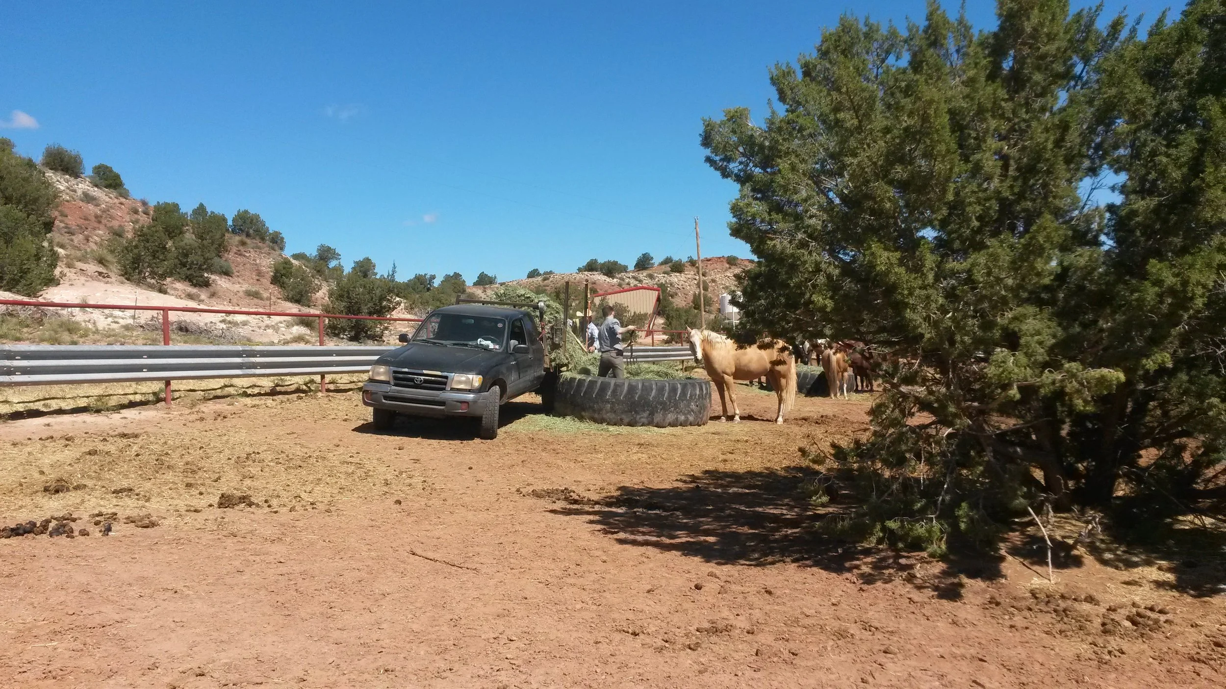 Hauke is helping Rob feeding the horses. Hauke hilft Rob die Pferde zu füttern.