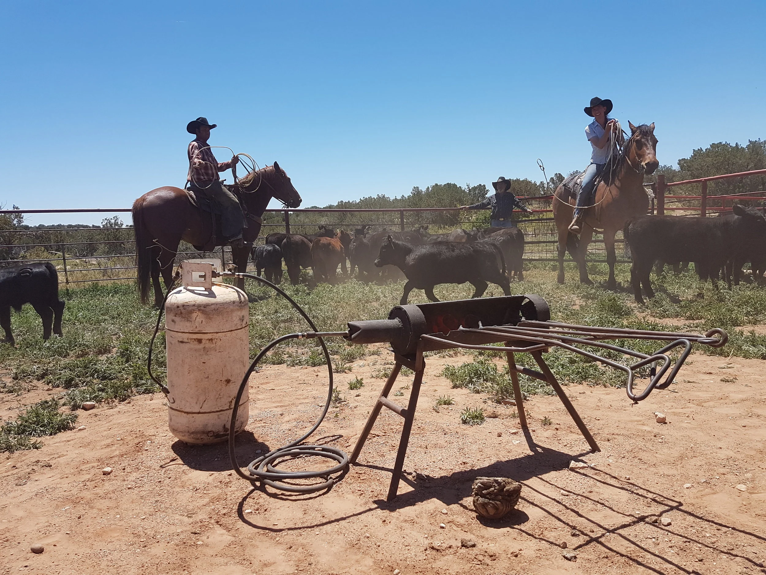 Rebecca is only one example for roping cowgirls. Here she is out of luck, the rope slips off. Rebecca ist nur ein Beispiel für ropende Cowgirls. Hier hat sie gerade kein Glück, das Rope löst sich.