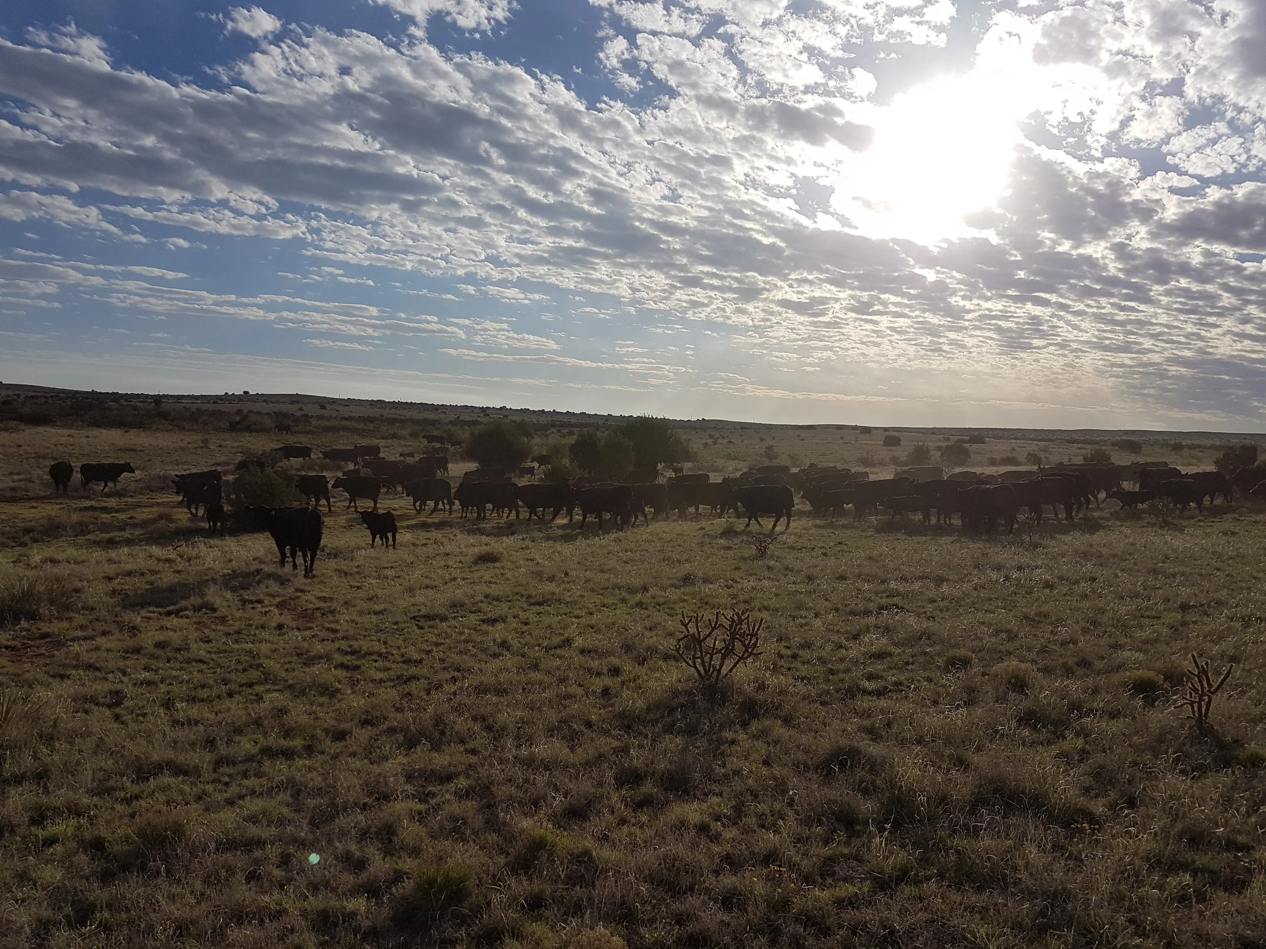 It is daylight by the time we arrive in the pasture. Als wir in der Weide ankommen, ist es schon taghell.