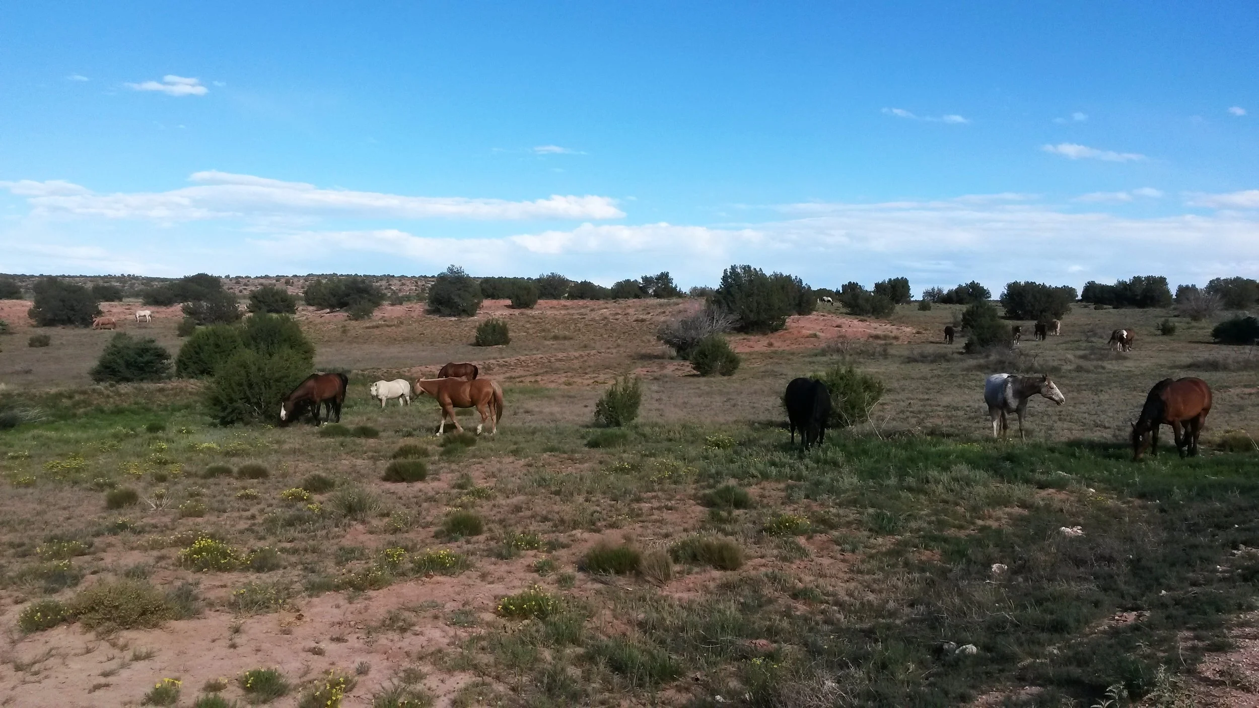 We and our happy horses say goodbye and see you in the next blog ;-) Wir und unsere glücklichen Pferde sagen auf Wiedersehen und bis zum nächsten Blog ;-)