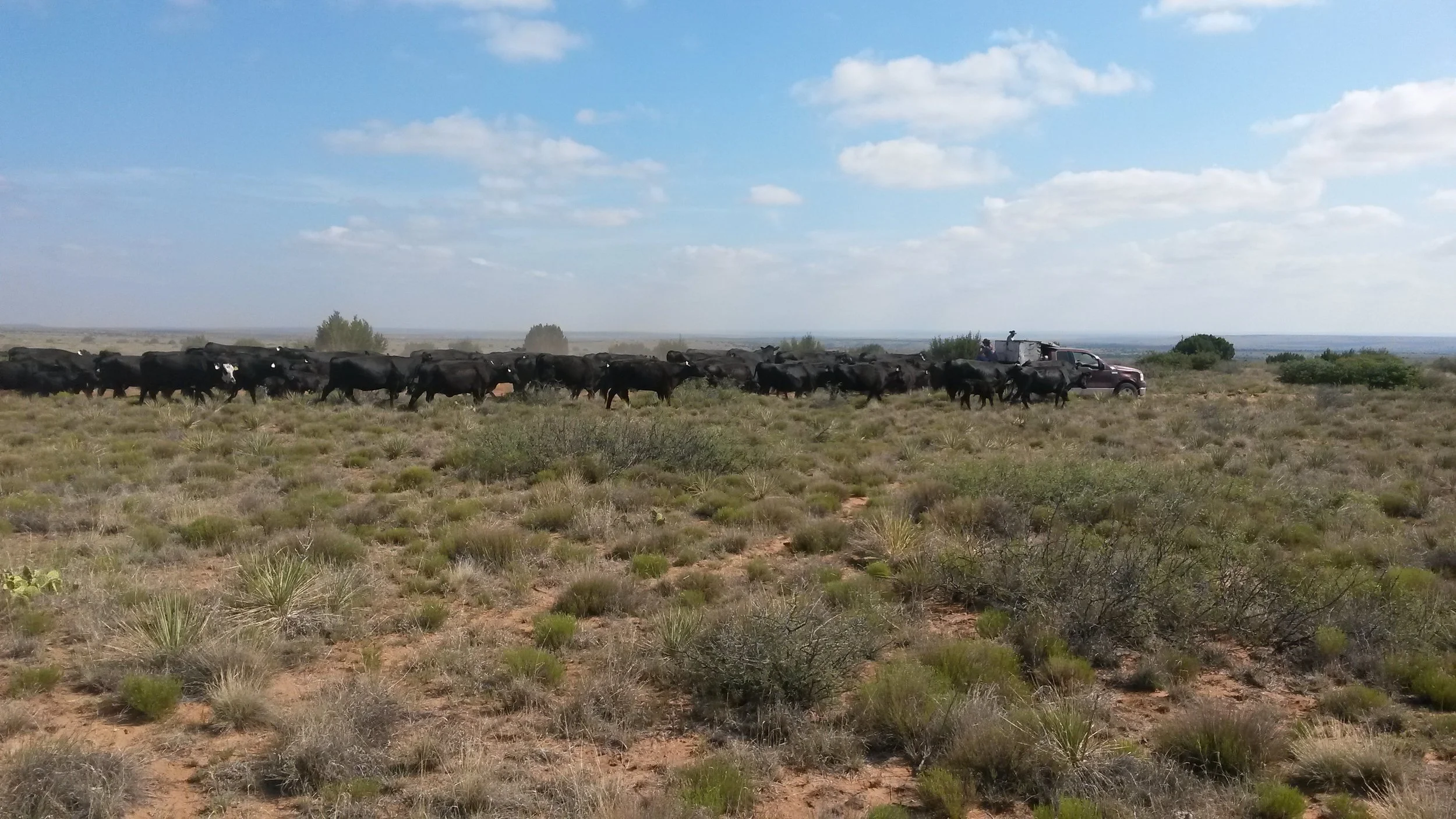 I needed 3 pictures for the entire herd. Here the feed pickup in the front... Ich brauchte 3 Fotos für die ganze Herde. Hier der Feed Pickup am Anfang...