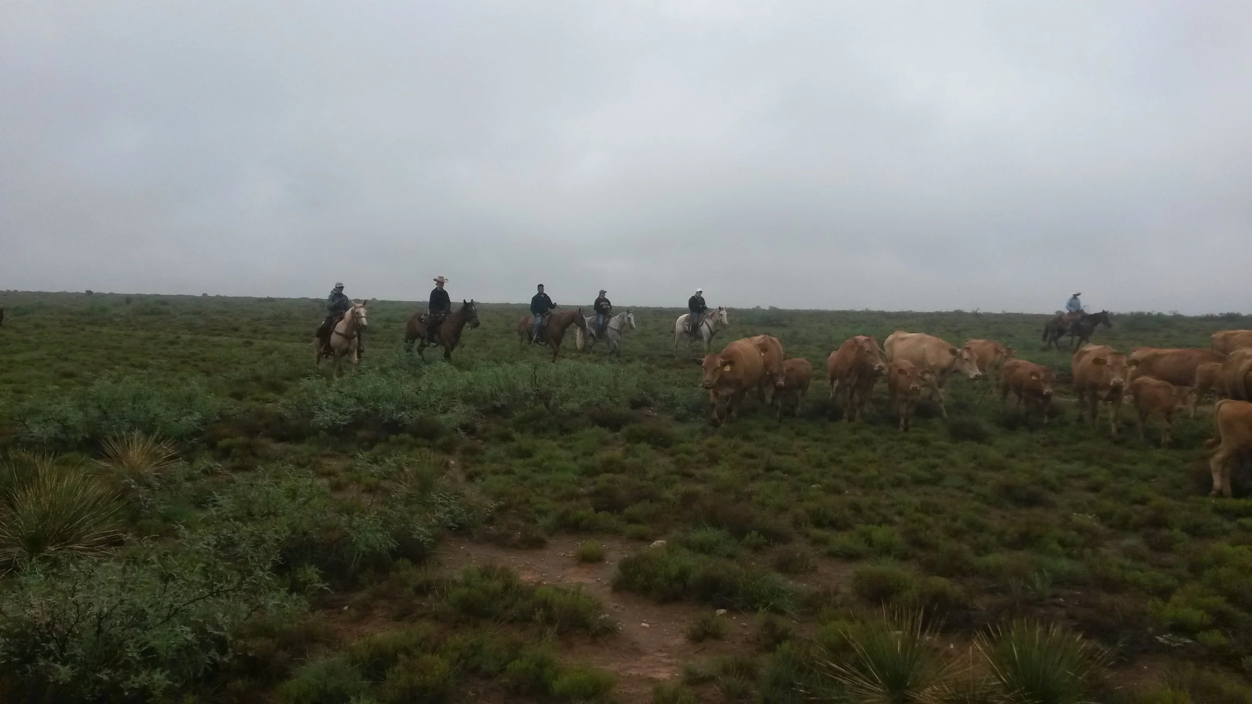 Beginning of August we helped friends to gather cattle. Hard to believe, but it was totally overcast that day and it was nice and cool for a change! We were even wearing jackets! What a bliss ;-) Anfang August haben wir Freunden geholfen Rinder einzutreiben. Schwer zu glauben, aber an diesem Tag war der Himmel total bedeckt und es war zur Abwechslung schön kühl! Wir haben sogar Jacken getragen! Was für ein Segen ;-)