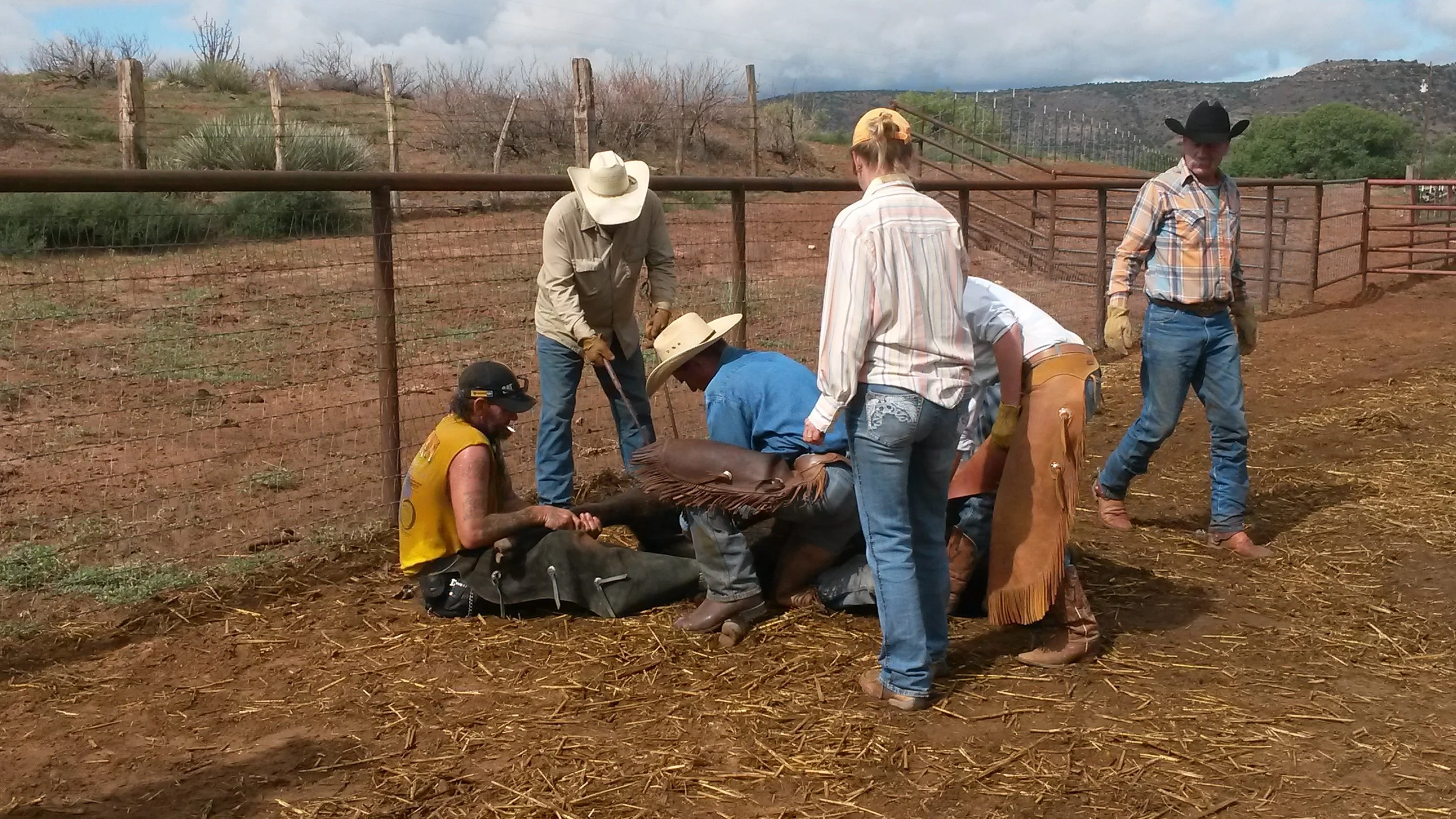 And then we had to have a branding. Not the preferred time of the year for cattle work (real hot), but you got to do what needs to be done ;-) Friends and neighbors helped us with the task despite the temperatures (from left to right): Dustin, Joe, Ethan,Bobbie-Ann, Andy and Knox. Und dann mussten wir branden. Nicht die bevorzugte Zeit für Rinderarbeit (echt heiss), aber was erledigt werden muss, muss erledigt werden ;-) Freunde und Nachbarn halfen uns dabei, trotz der Temperaturen (von links nach rechts): Dustin, Joe, Ethan,Bobbie-Ann, Andy und Knox.