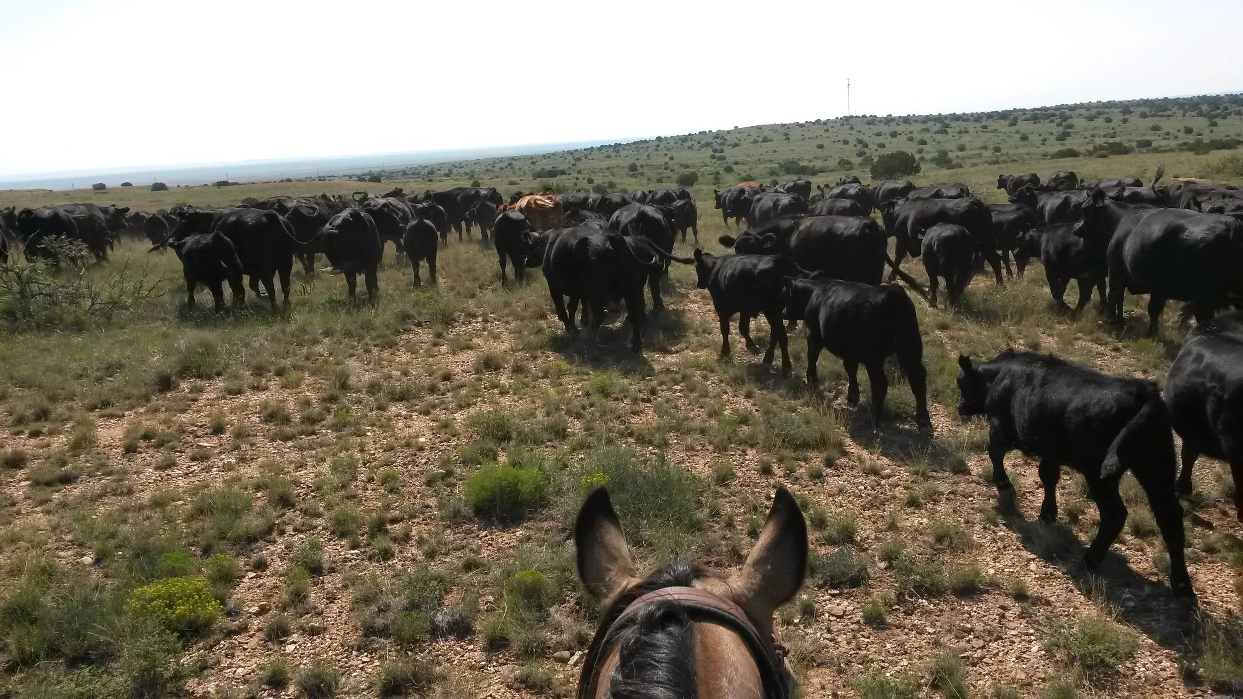 Sitting on a good horse and driving cattle = cowgirls dream ;-) Goodbye and see you in the next blog ;-) Greetings from the Wild West, Claudia Auf dem Rücken eines guten Pferdes eine Herde Rinder treiben = Cowgrils Traum ;-) Tschüss und bis zum nächsten Blog ;-) Viele Grüsse aus dem Wilden Westen, Claudia