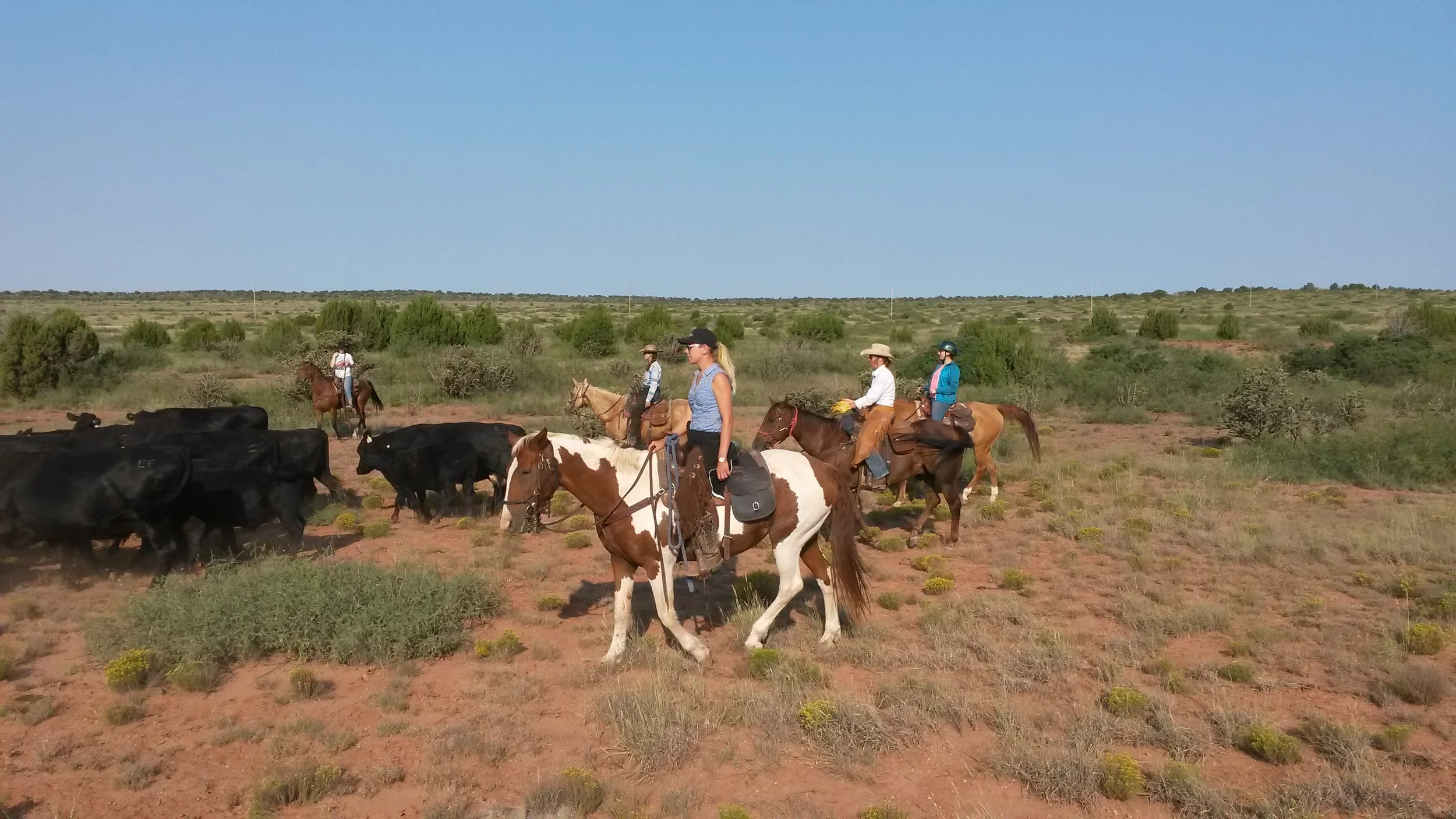 Our team pushing the cattle (front to back): Christina on Dolly, Andy on Snickers, Katrin on Whiskey, Pia on Johnny... Unser Team beim Viehtrieb (von vorne nach hinten): Christina auf Dolly, Andy auf Snickers, Katrin auf Whiskey, Pia on Johnny...
