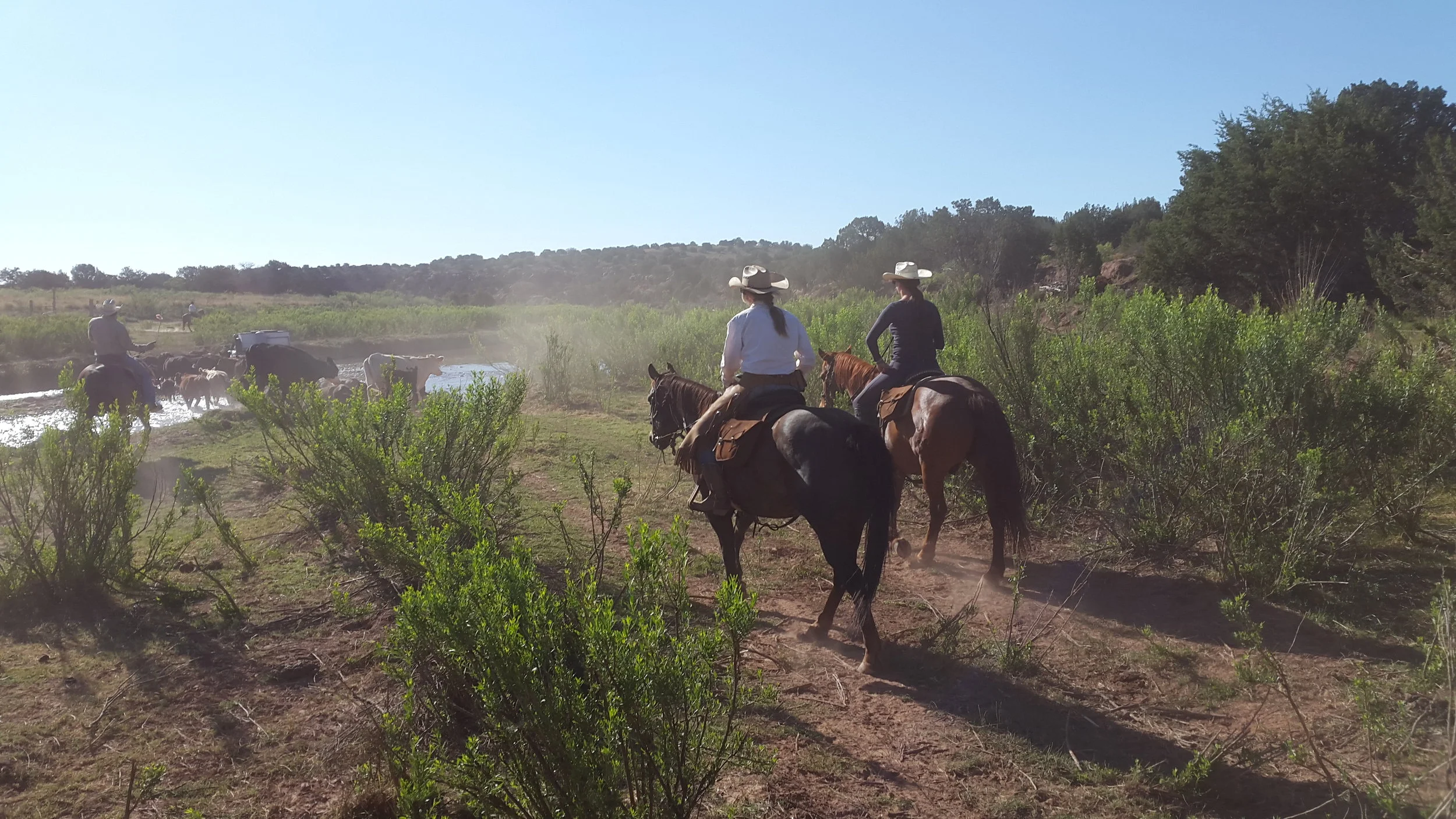 A few days later we gathered cattle for a branding. Here we are pushing the cattle through the Pecos River towards the pen. (Left to right: Joe on Cowboy, Andrea on Snickers and Anna on Butch… Ein paar Tage später haben wir Rinder zusammen getrieben und hatten ein Branding. Hier treiben wir gerade die Rinder durch den Pecos River zu den Pens. (Links nach rechts: Joe auf Cowboy, Andrea auf Snickers und Anna auf Butch…