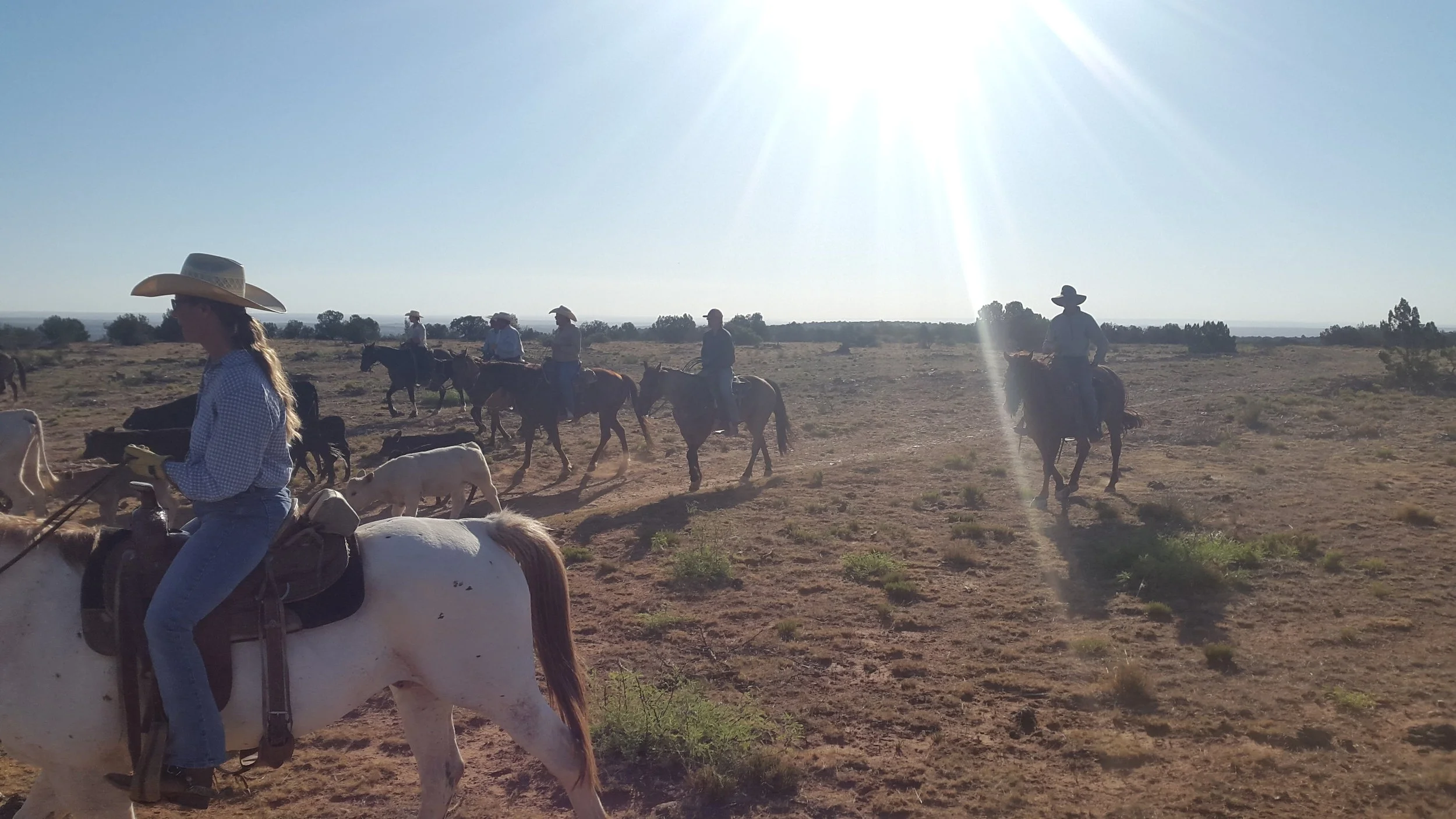 Our guests are always participating in the cattle drives and their help is very welcome! (Left to right: Denece on her Appaloosa, Annika on Ricky, Knox on his bay, James on his buckskin, Joe on Cowboy, Seth on Alligator and Paul on Butch). Unsere Gäste nehmen immer an den Viehtrieben teil und ihre Hilfe ist immer sehr willkommen! (Links nach rechts: Denece auf ihrem Appaloosa, Annika auf Ricky, Knox auf seinem Braunen, James auf seinem Buckskin, Joe auf Cowboy, Seth auf Alligator und Paul on Butch).