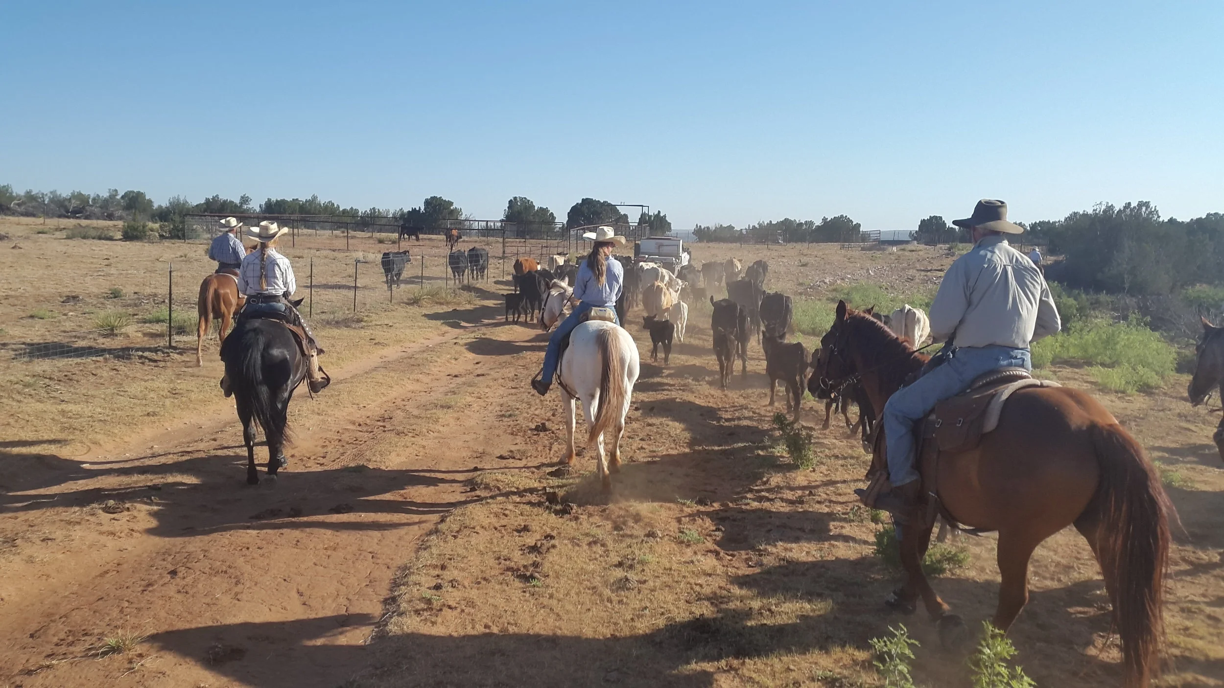 Nearly there! The feed pick-up is leading the herd into the pens and the riders ensure, that they all follow into it. (Left to right: Ethan on his sorrel, I on Newt, Denece on her appy and Paul on Butch). Fast angekommen! Der Feed-Pickup führt die Herde in die Pens und die Reiter stellen sicher, dass alle hinein folgen. (Links nach rechts: Ethan auf seinem Fuchs, ich auf Newt, Denece auf ihrem Appy und Paul auf Butch).