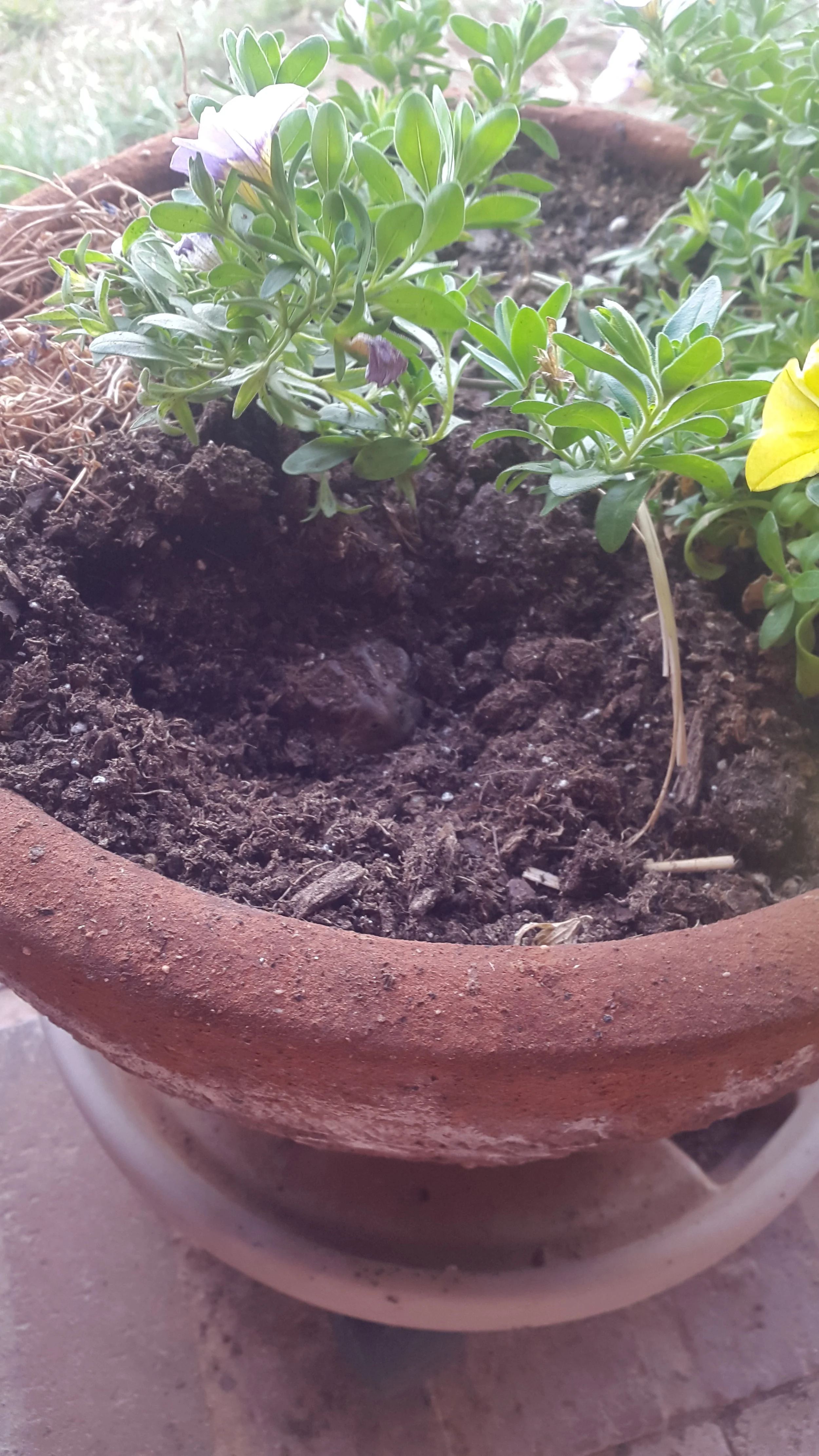 And here a problem, that occurred during the days and wrecked some of our plants! Can you see it? Yes, it is a toad! They dig themselves underneath our flowers and tear up the roots! And you might get a heart attack, when they jump out of the pot when you water the plant ;-) Und hier ein Problem, das tagsüber vorkam und einige unserer Pflanzen zerstört hat. Kannst du es sehen? Ja, richtig, es ist eine Kröte! Sie graben sich unter den Blumen ein und zerstören dabei die Wurzeln! Und man kann einen Herzinfakt bekommen, wenn sie aus dem Topf springen, während man die Pflanze wässert ;-)