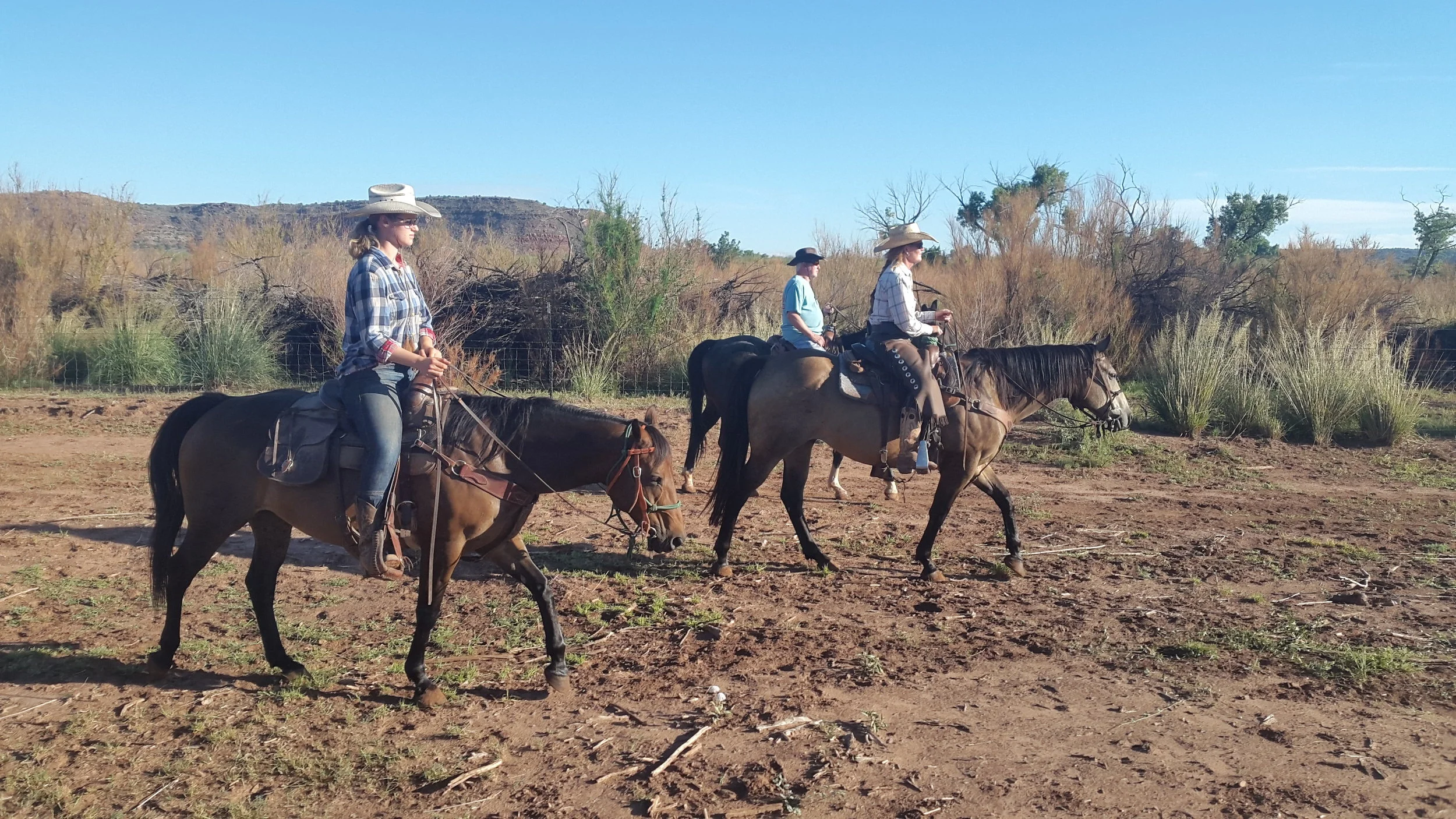 The next day we headed out to the river pasture. On the way to the cattle (left to right): Leonie on Robin, I on King and Stu on Ricky. Am nächsten Tag waren wir in der Flussweide unterwegs. Auf dem Weg zu den Rindern (von links nach rechts): Leonie auf Robin, ich auf King und Stu auf Ricky.