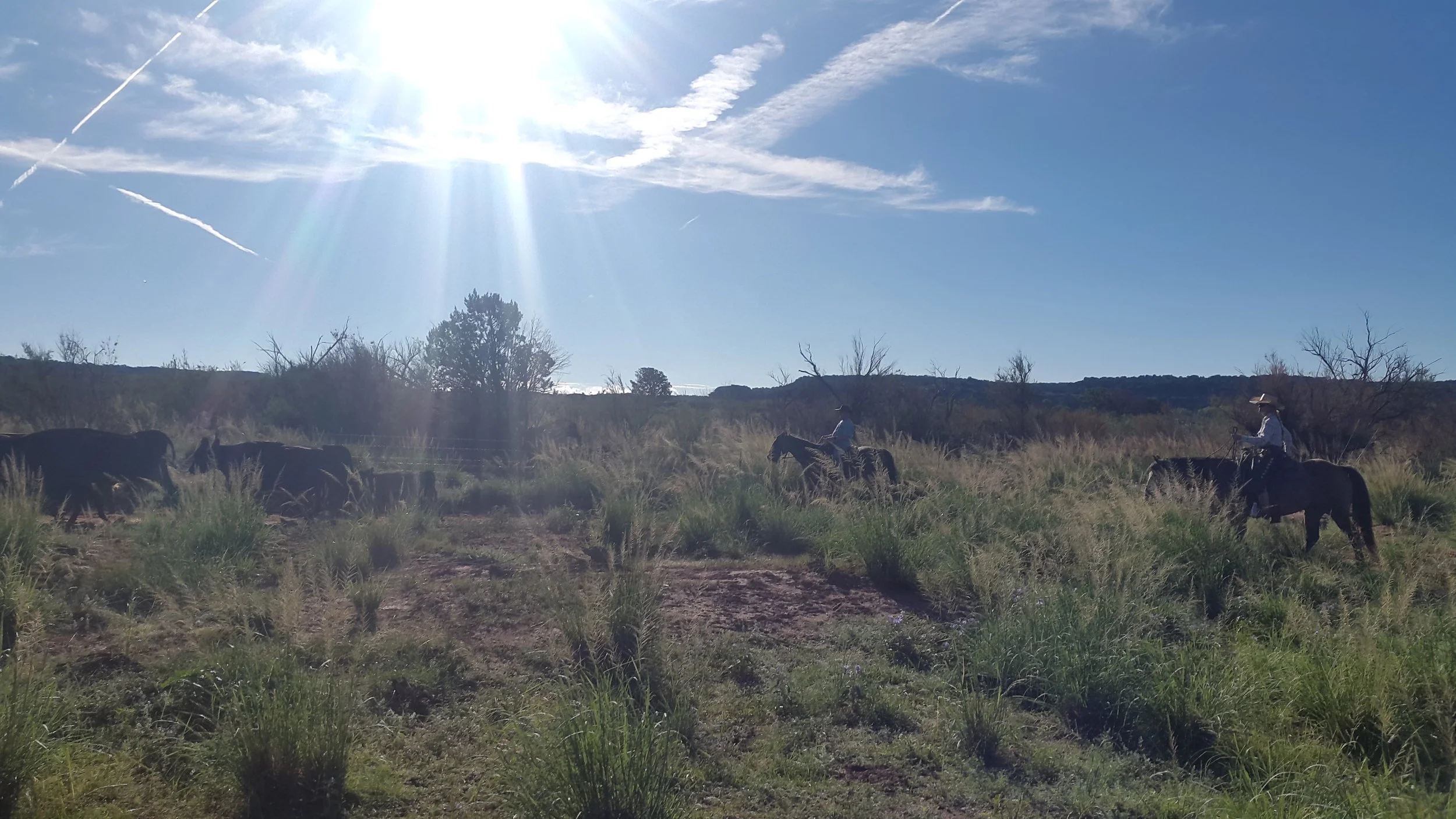 It was a beautiful day! Stu (left on Ricky) and I (right on King) are driving the herd. Es war ein wunderschöner Tag! Stu (links auf Ricky) und ich (rechts auf King) treiben die Herde an.
