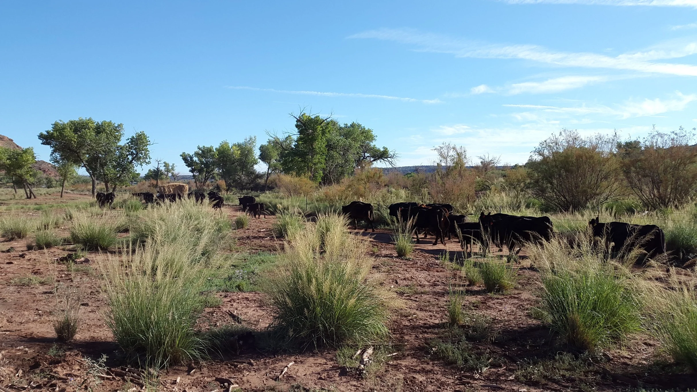 Up front the feed pickup´s siren is calling the cattle… Ganz vorne ruft die Sirene des Feed-Pickups die Rinder…