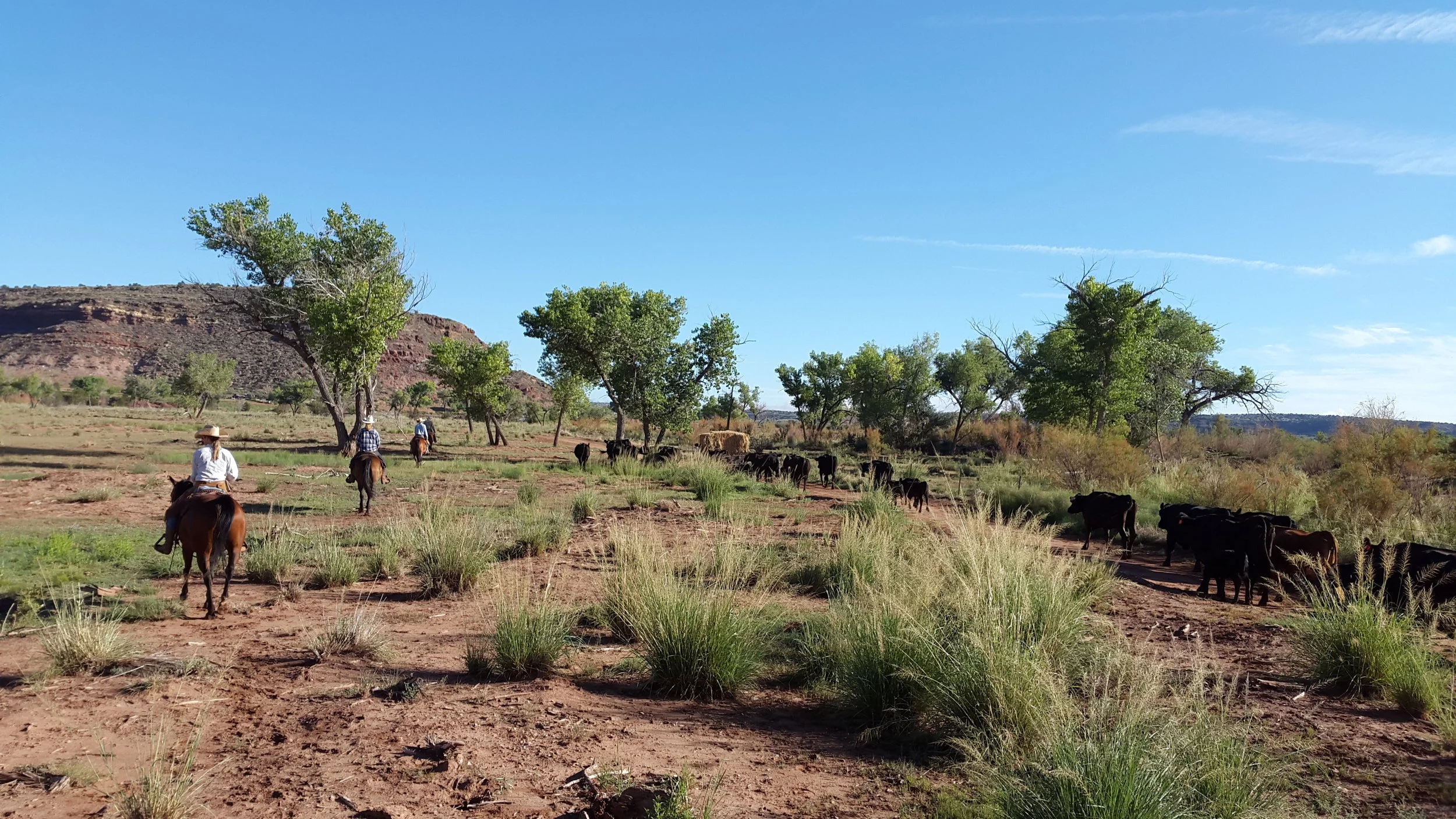 The cattle is following the pick-up along the fence to the right, while the riders on the left side (front to back: Andrea on Peewee, Leonie on Robin, Rob on Cooter and Joe on Cowboy) keep them from drifting away. Die Rinder folgen dem Pickup entlang des Zauns auf der rechten Seite, während die Reiter auf der linken Seite (vorne nach hinten: Andrea auf Peewee, Leonie auf Robin, Rob auf Cooter und Joe auf Cowboy) sie daran hindern nach links wegzulaufen.