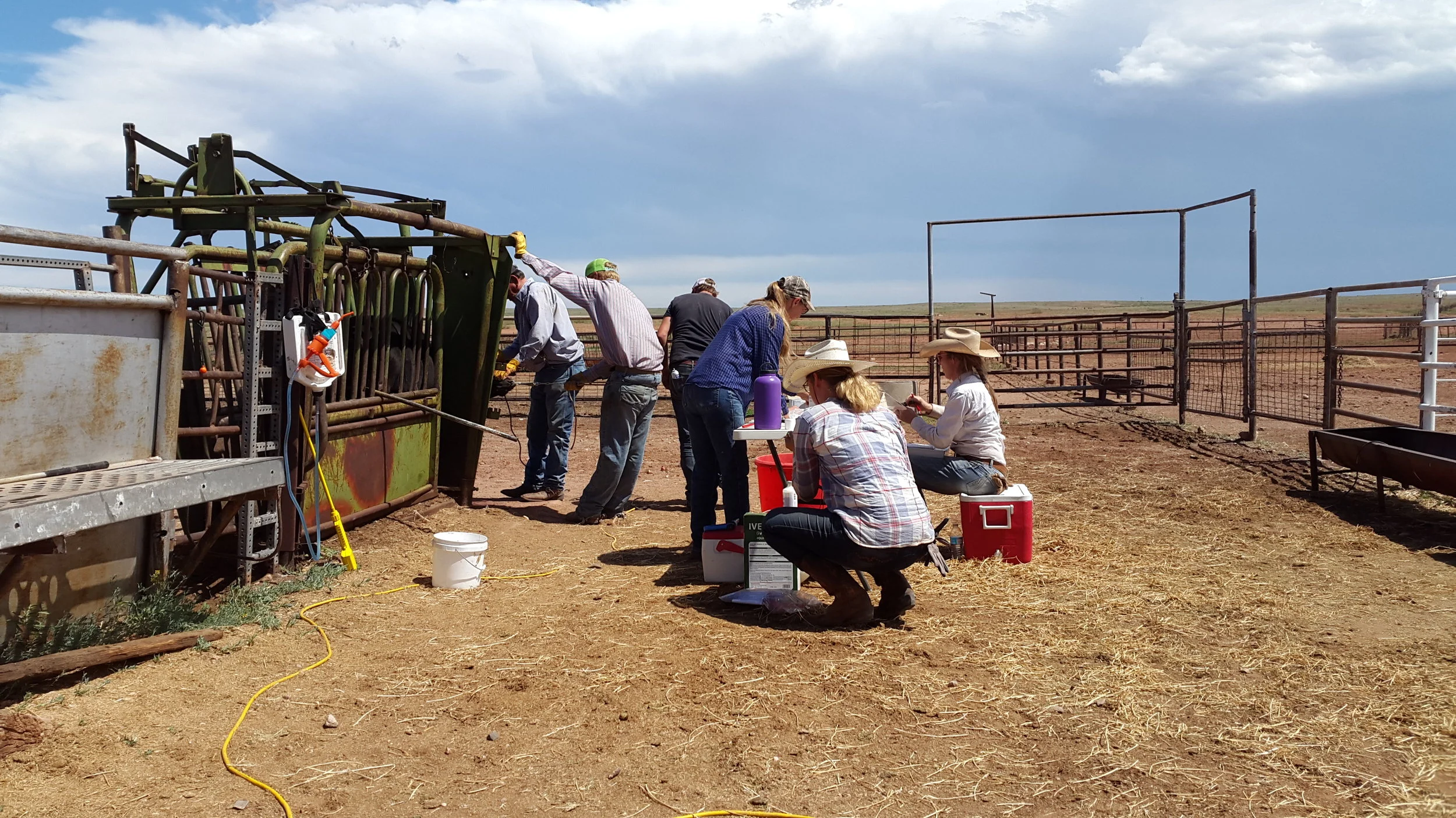 A few days later we helped our dear friends - family Robbins - with their cattle work. They work their cattle in chutes. Left to right: James, Seth, Chance, Denece, Leonie and Andrea at work. Ein paar Tage später haben wir guten Freunden - der Familie Robbins - bei ihrer Rinderarbeit geholfen. Sie behandeln ihre Rinder in Chutes (sorry, ich kenne kein deutsches Wort dafür). Von links nach rechts: James, Seth, Chance, Denece, Leonie und Andrea bei der Arbeit.