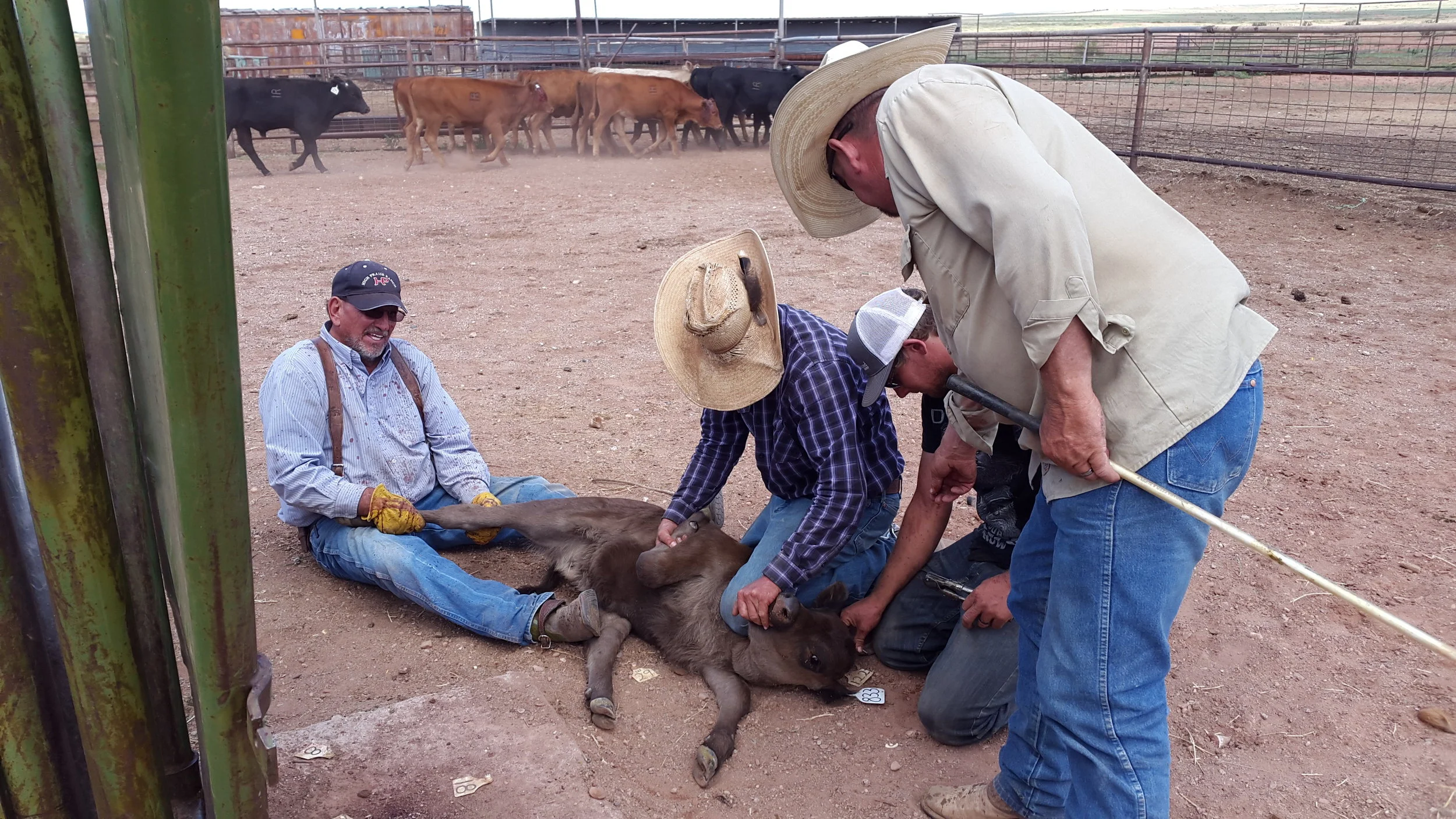 James (left) and Rob (second to left) are flanking a calf while Chance (second to right) and Joe (right) are checking the ear tag. James (links) und Rob (Zweiter von links) flanken (sorry, wieder kein deutscher Begriff dafür) das Kalb, während Chance (Zweiter von rechts) und Joe (rechts) die Ohrmarke prüfen.