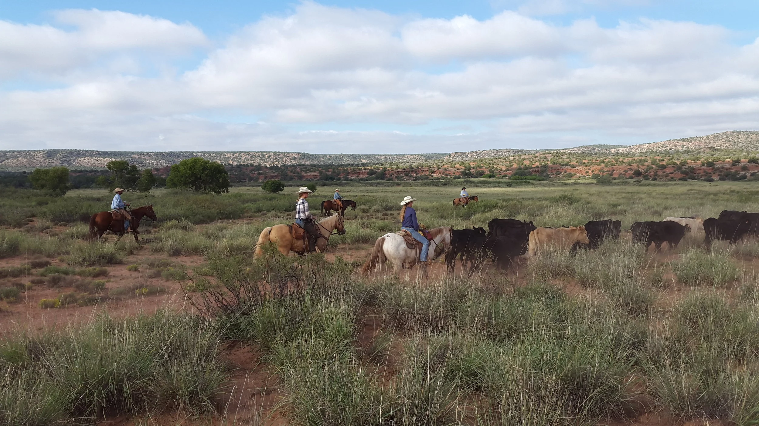 We gathered our cattle in 2 leased pastures to move them out and wean/ship the calves (left to right): Rob on Butch, Leonie on WinIt, Denece on her appaloosa, Andrea on Peewee, James on his buckskin… Wir haben unsere Rinder in den 2 gepachteten Weiden zusammengetrieben, um sie umzusiedeln und die Kälber abzusetzen/zu verkaufen (links nach rechts): Rob auf Butch, Leonie auf WinIt, Denece auf ihrem Appaloosa, Andrea auf Peewee, James auf seinem Buckskin…