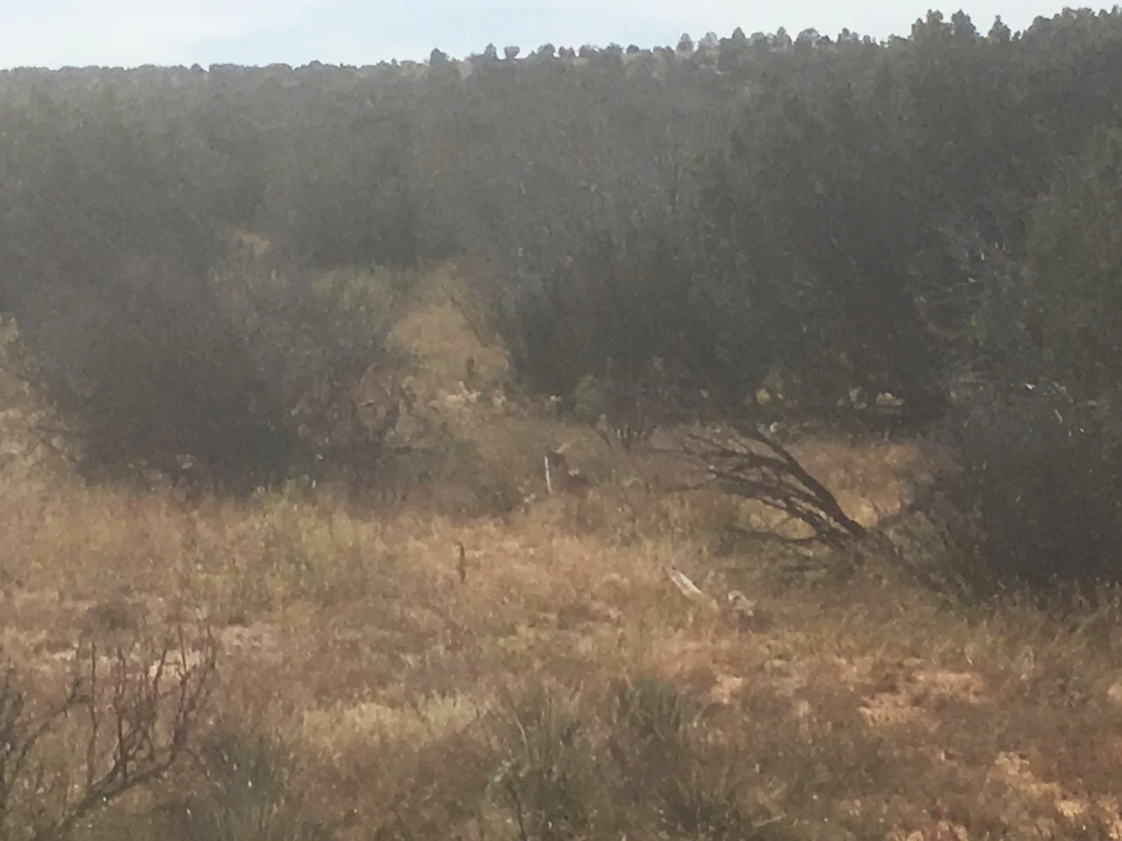 Early one morning in October Leonie captured this guy on camera! The picture is blurry because of the zoom, but you can make out the coyote in the middle! Eines Morgens früh im Oktober konnte Leonie diesen Kerl mit der Kamera einfangen. Das Foto is verschwommen wegen des Zooms, aber man kann den Kojoten in der Mitte erkennen!