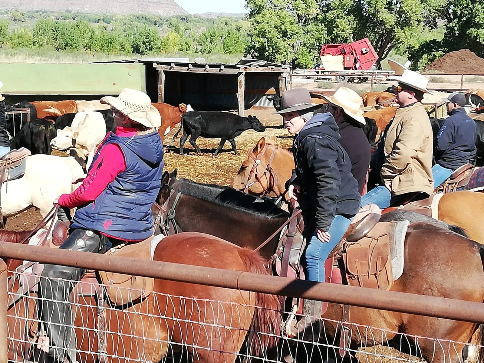 And once again we drove cattle into the pens at the farm (left to right: Daniela on Butch, Carol on Blaze, Oli on Gus and James on Whiskey). Und noch einmal haben wir Rinder in die Pens auf der Farm getrieben (links nach rechts: Daniela auf Butch, Carol auf Blaze, Oli auf Gus und James auf Whiskey).