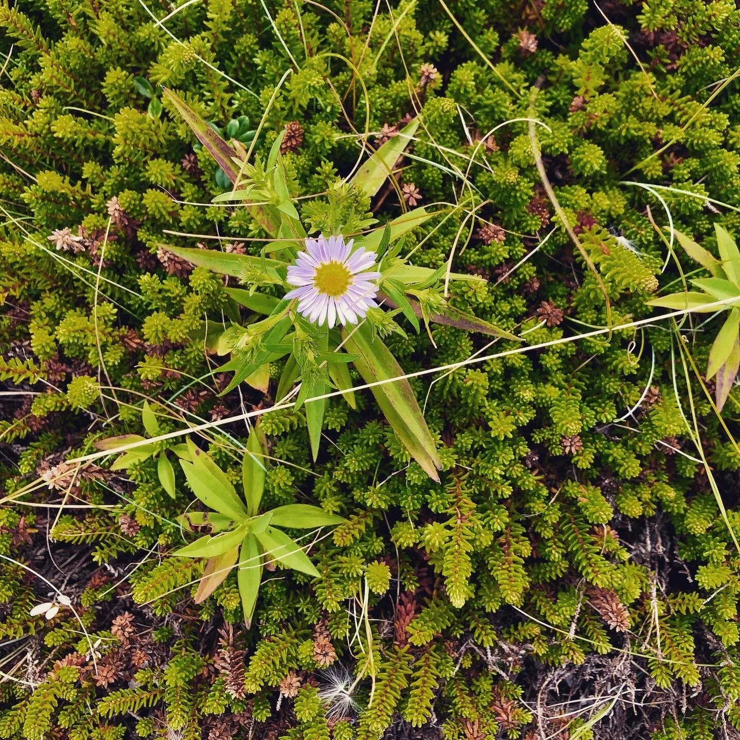 Tiny Blessings in a Big World