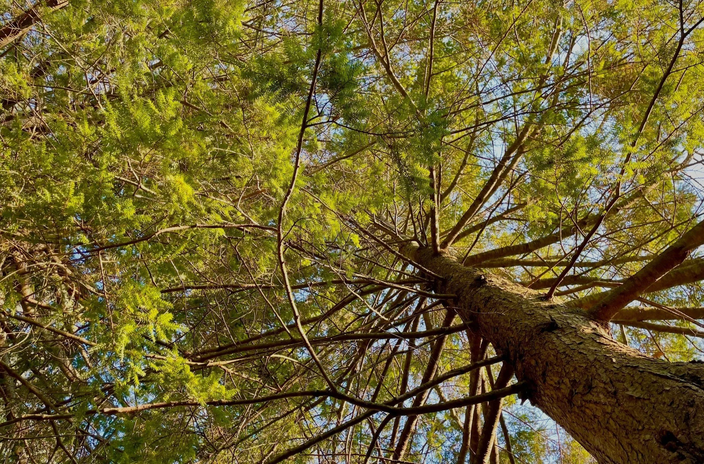 Among the Trees