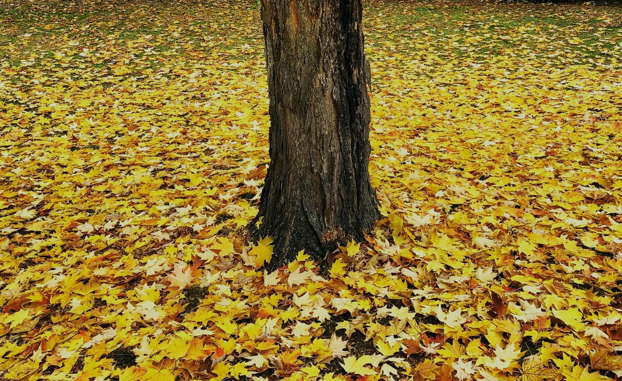 Fall Brings Us Down to Earth