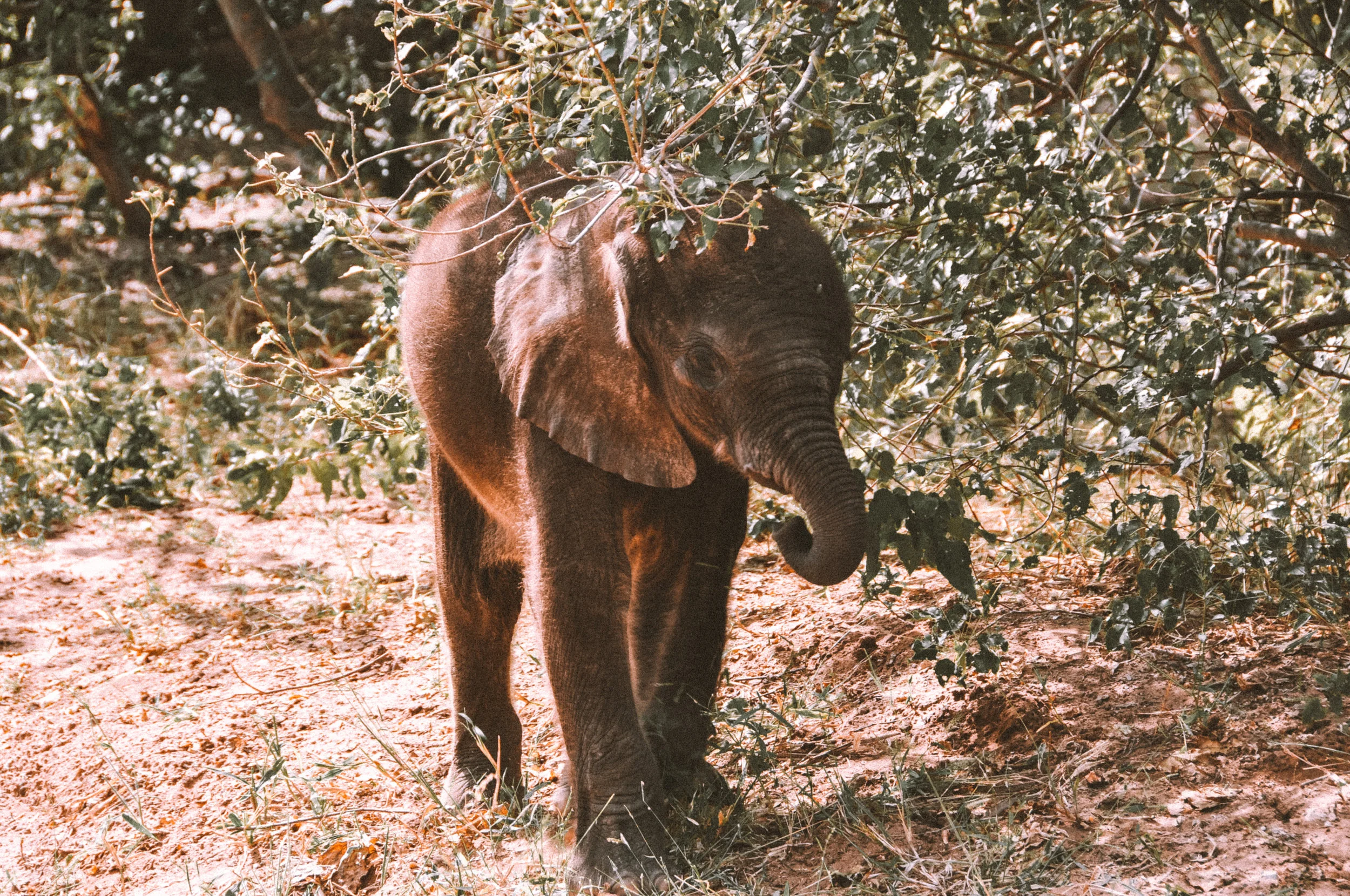 Botswana_BabyElephant