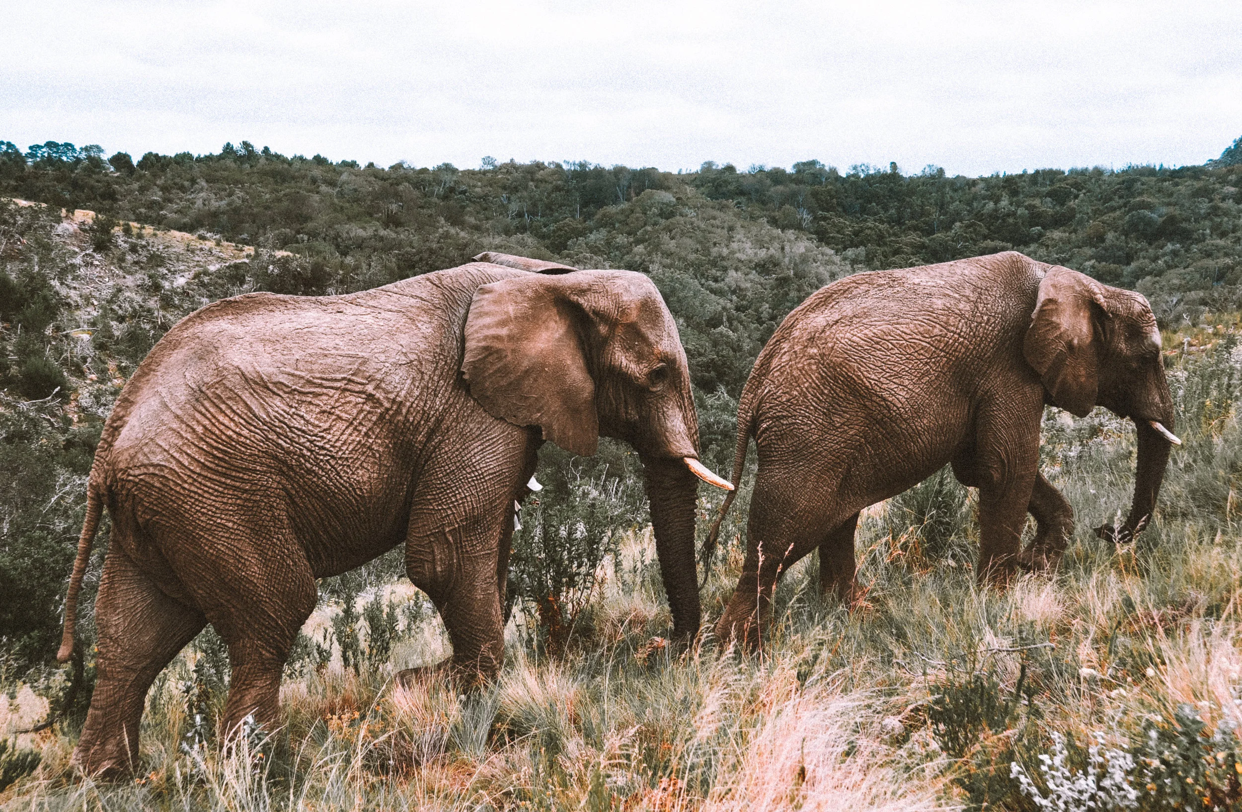 South Africa_Elephant