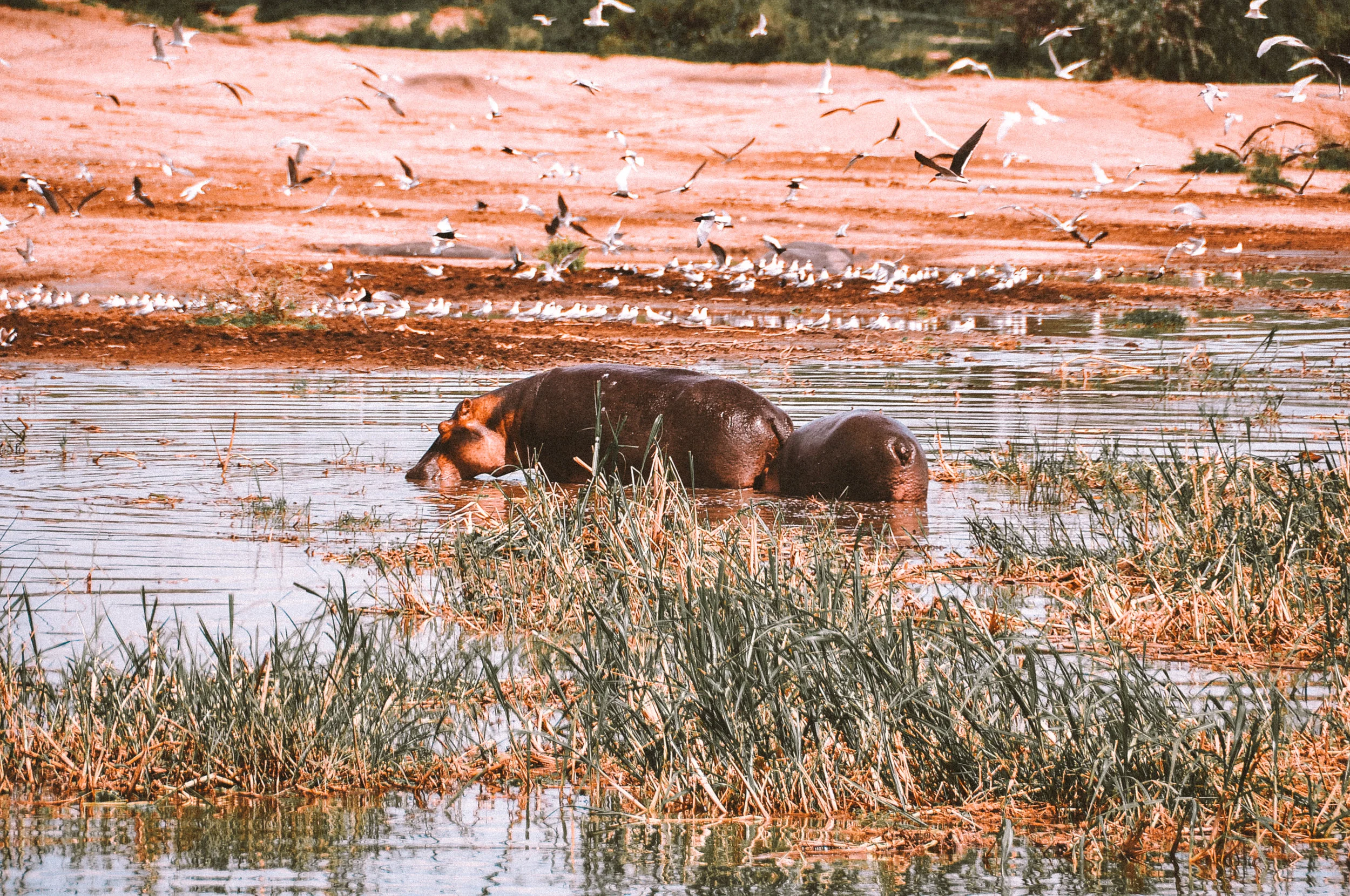 Uganda_Hippo