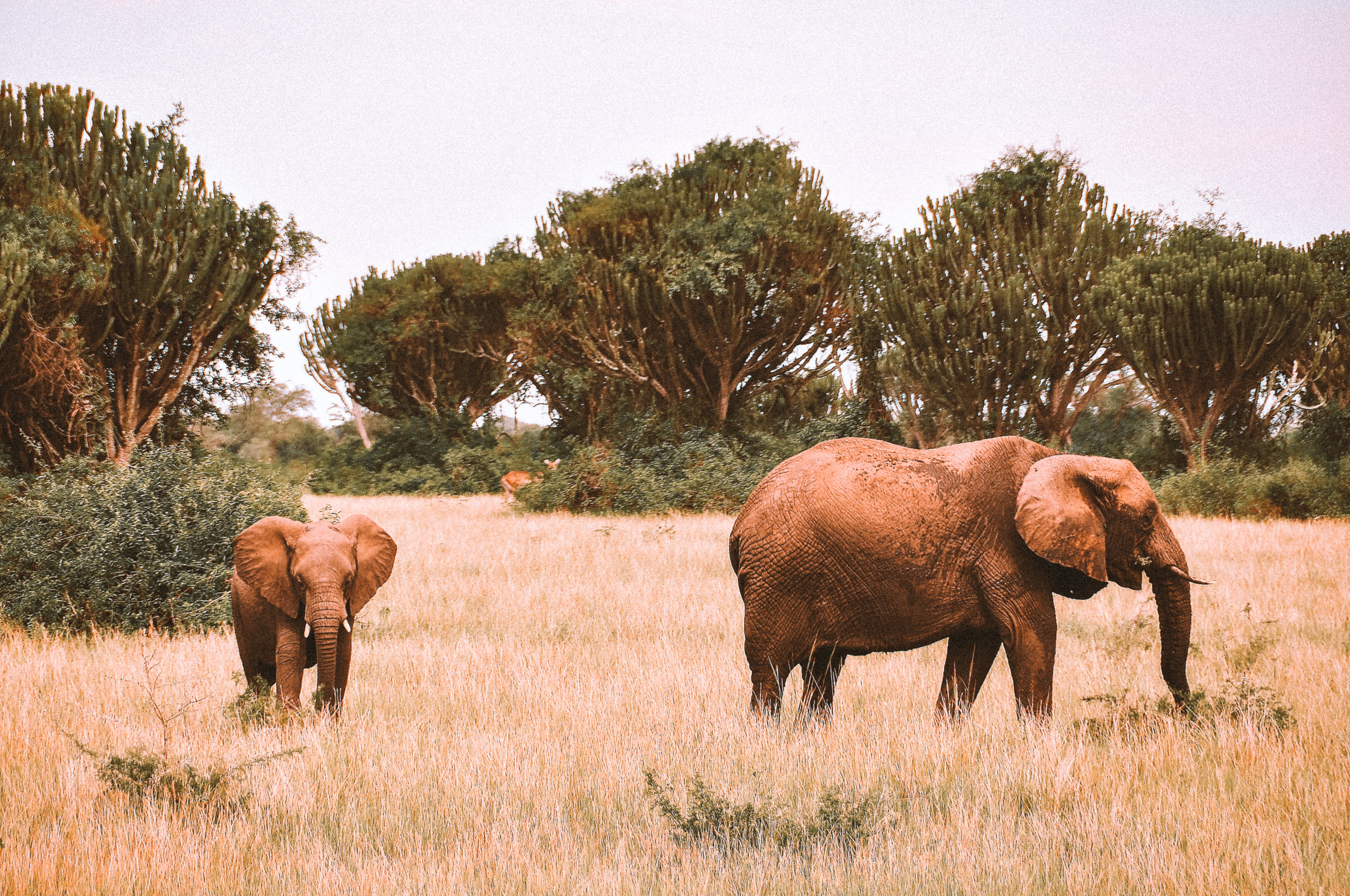 Uganda_Elephant