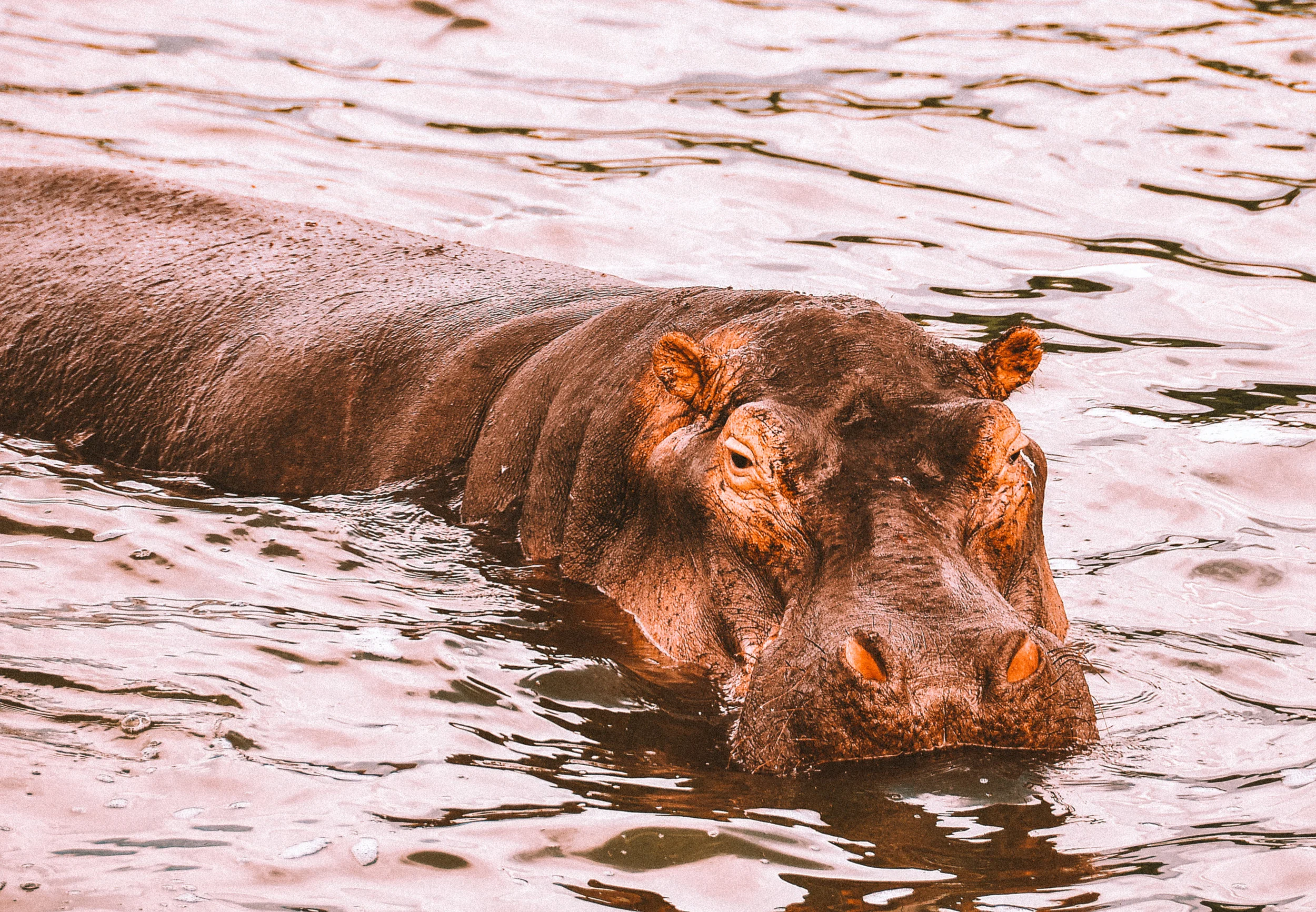 Uganda_Hippo4