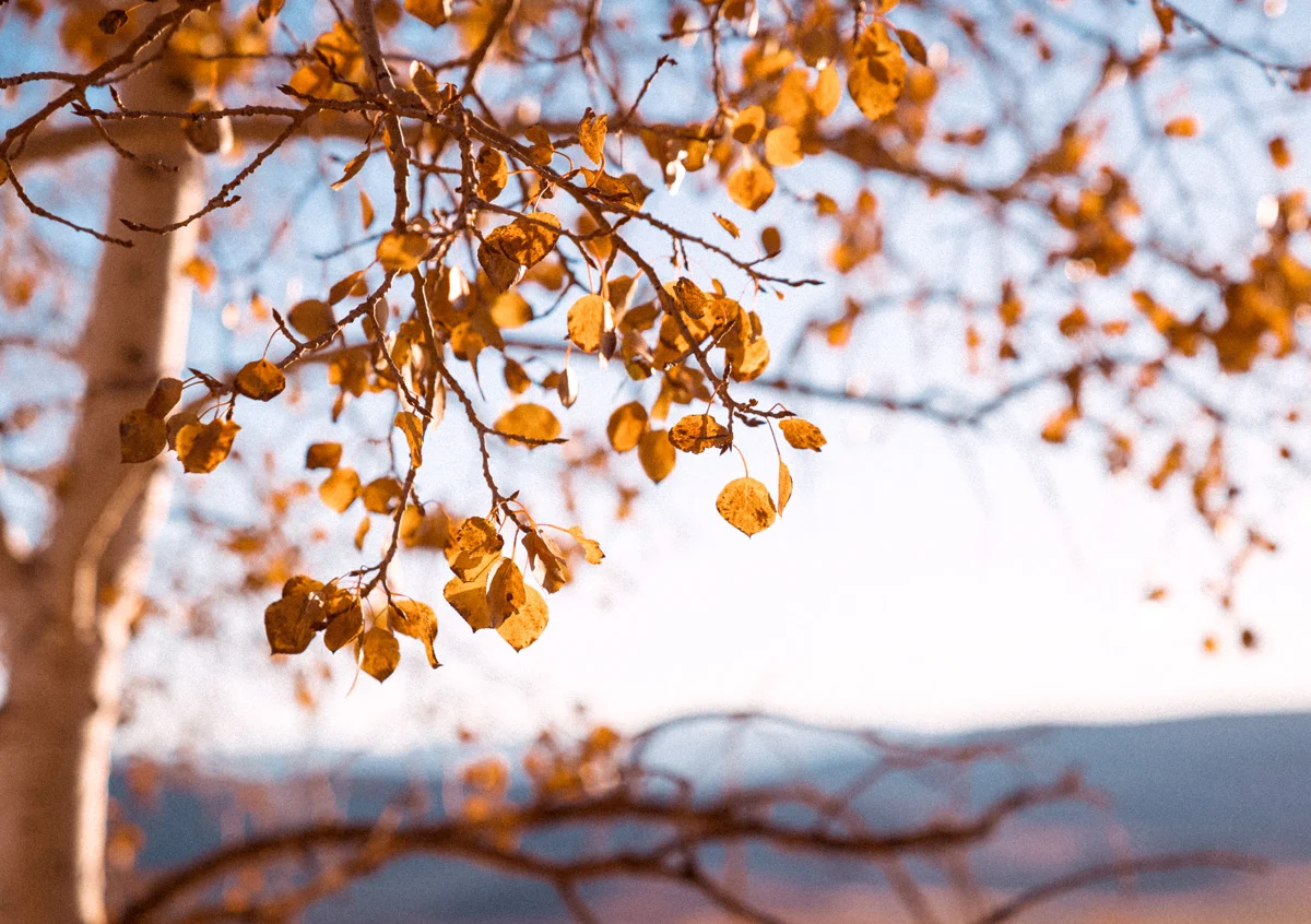 Nature11.jpg