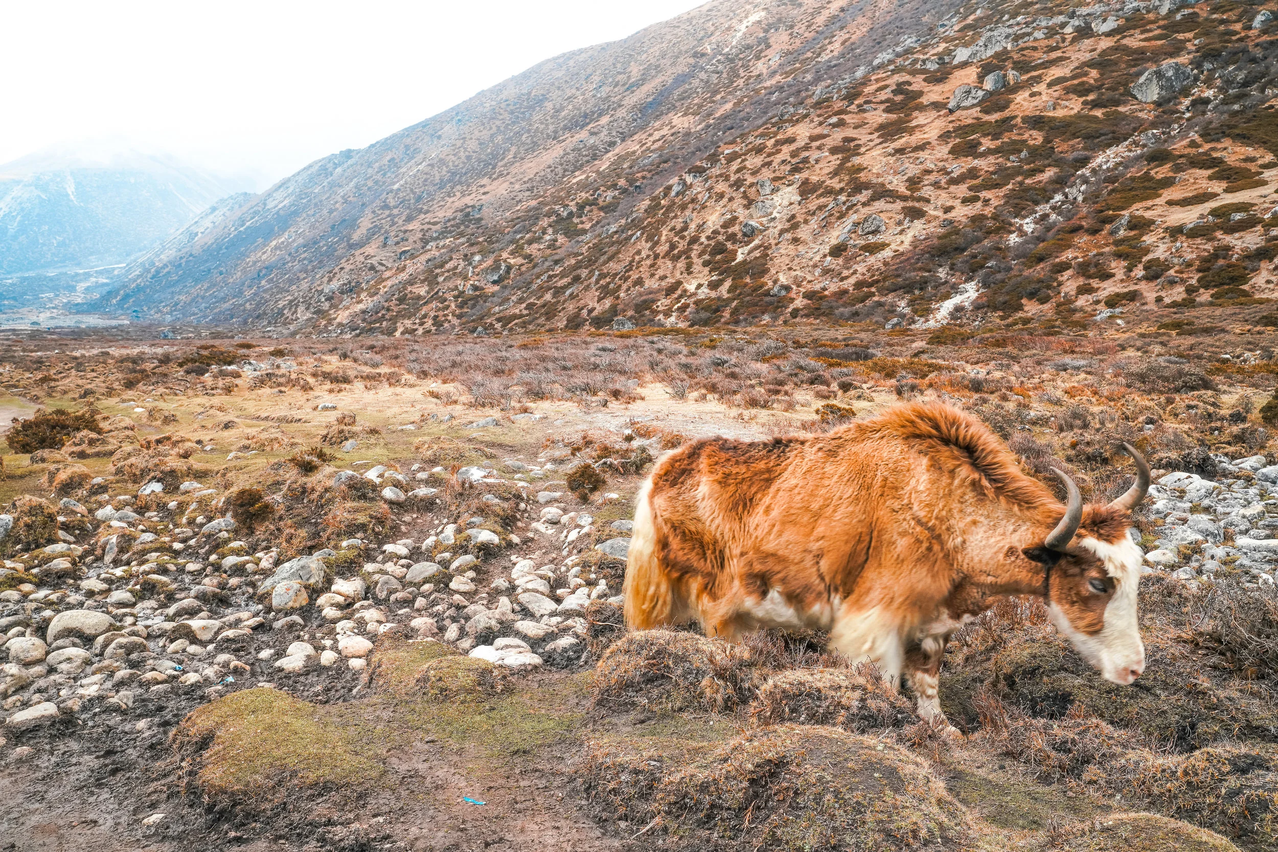 Nepal275-2.jpg
