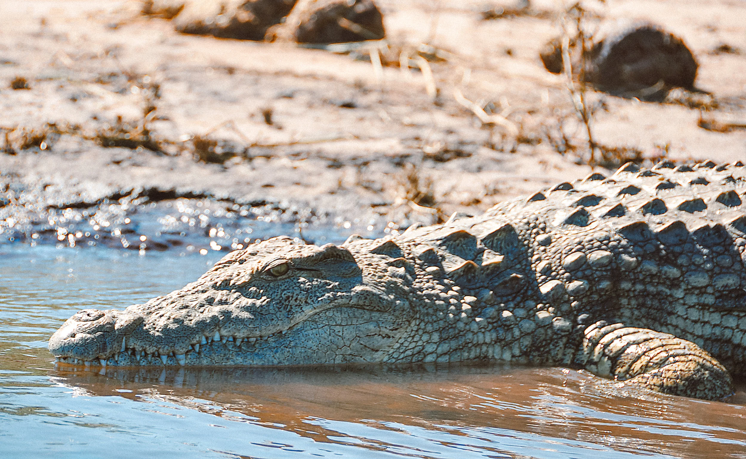 Botswana1-2.jpg