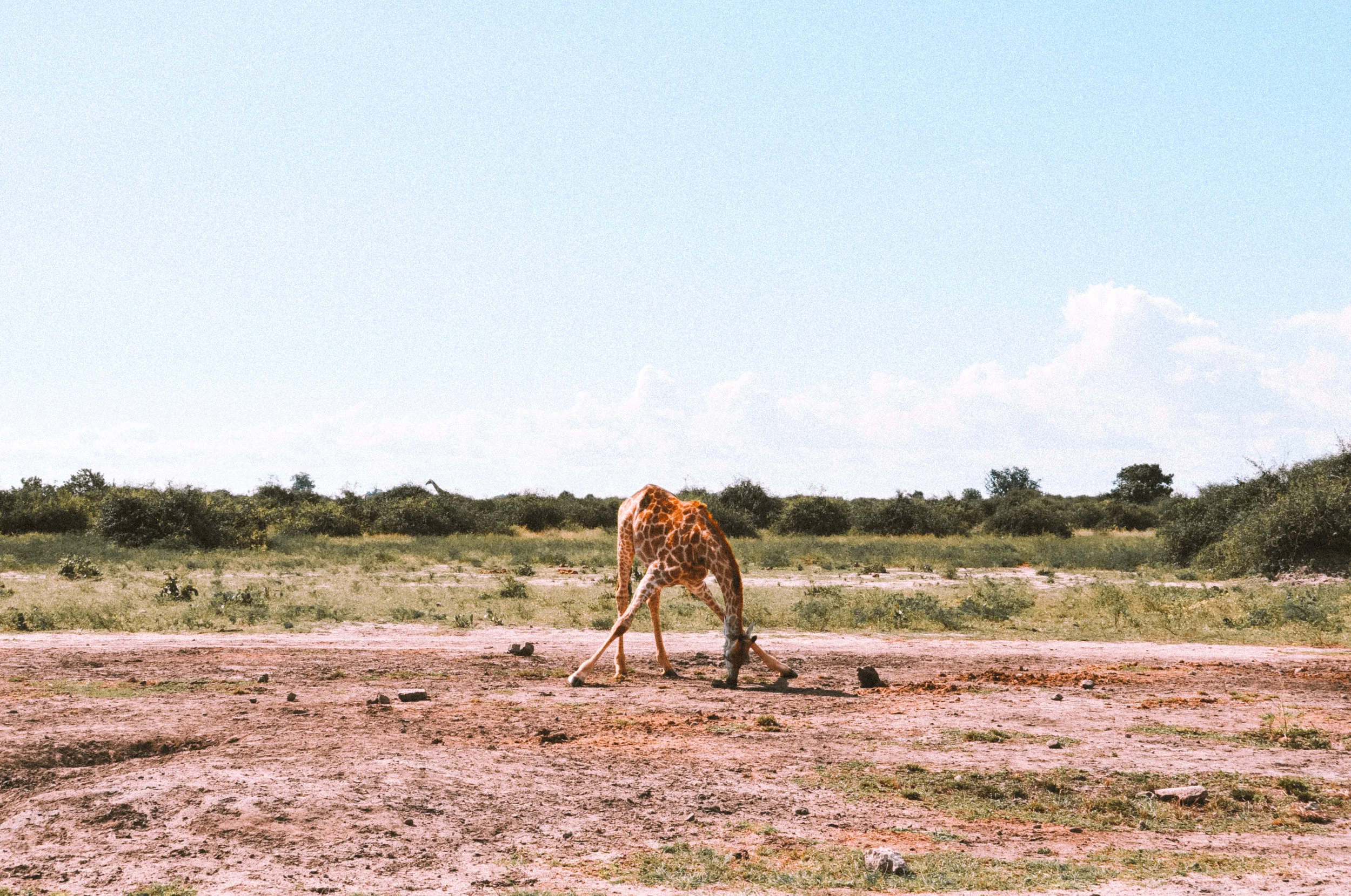 Botswana14-2.jpg
