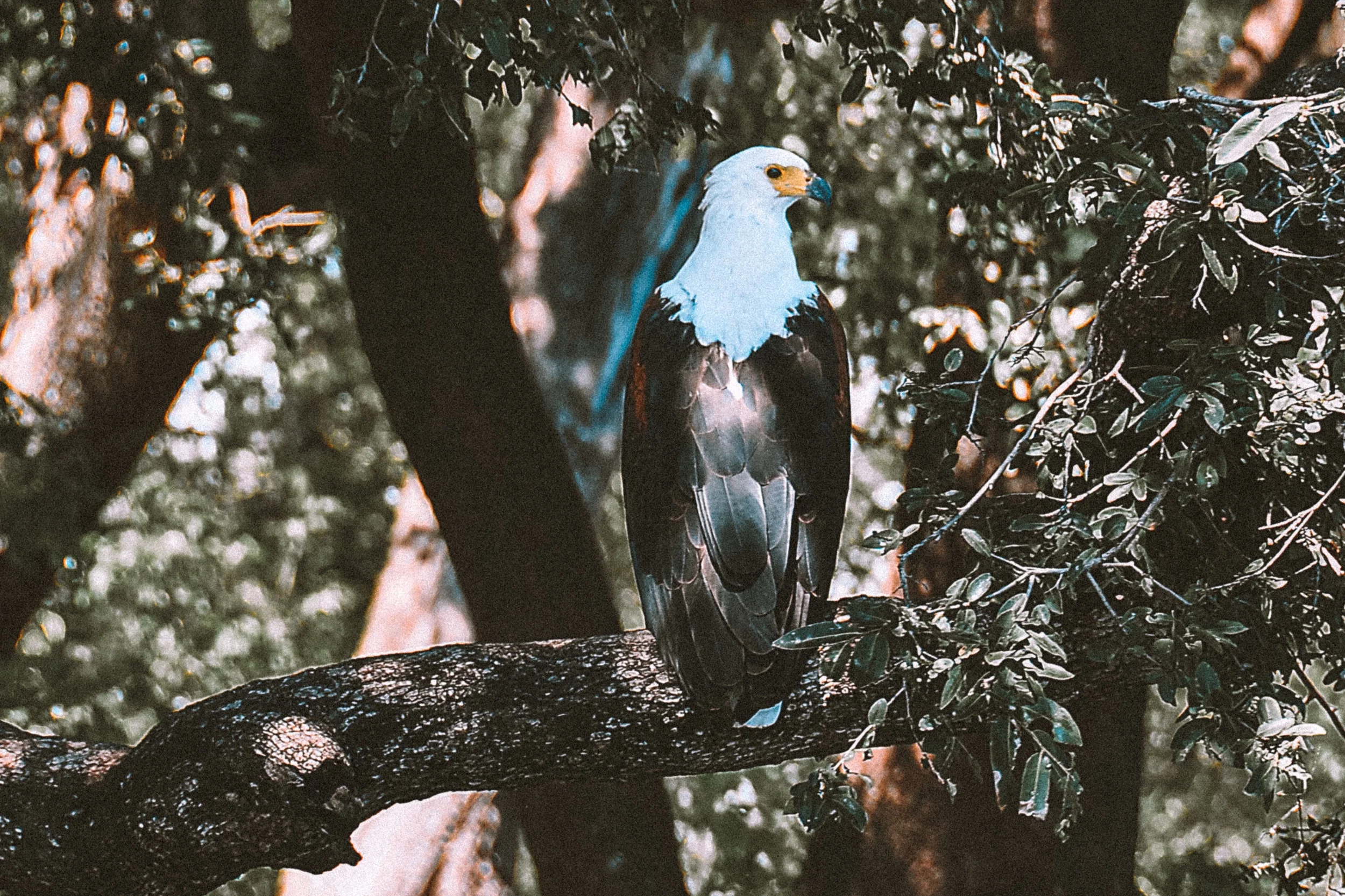 Botswana3-2.jpg