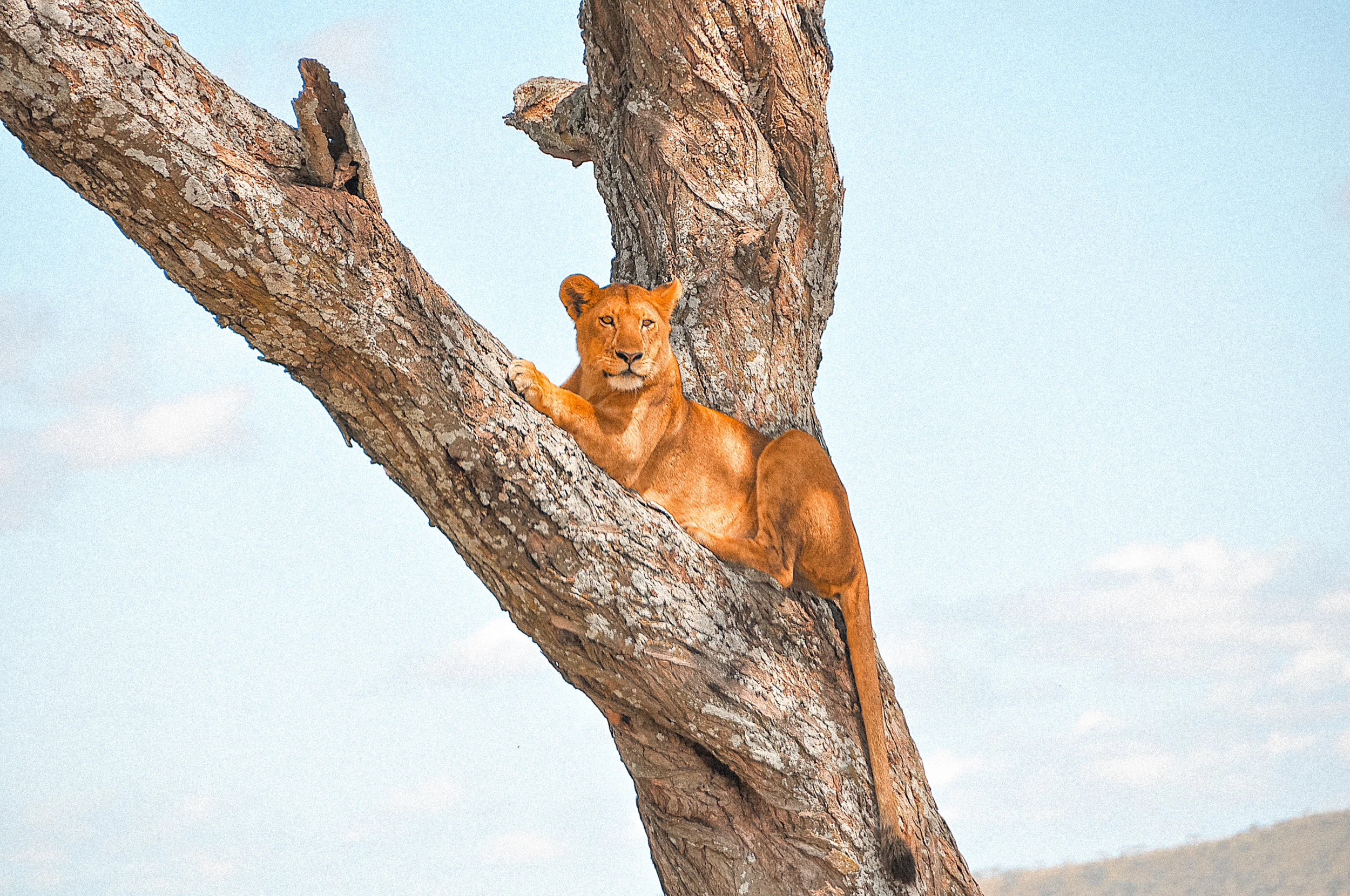 Tanzania8-3.jpg