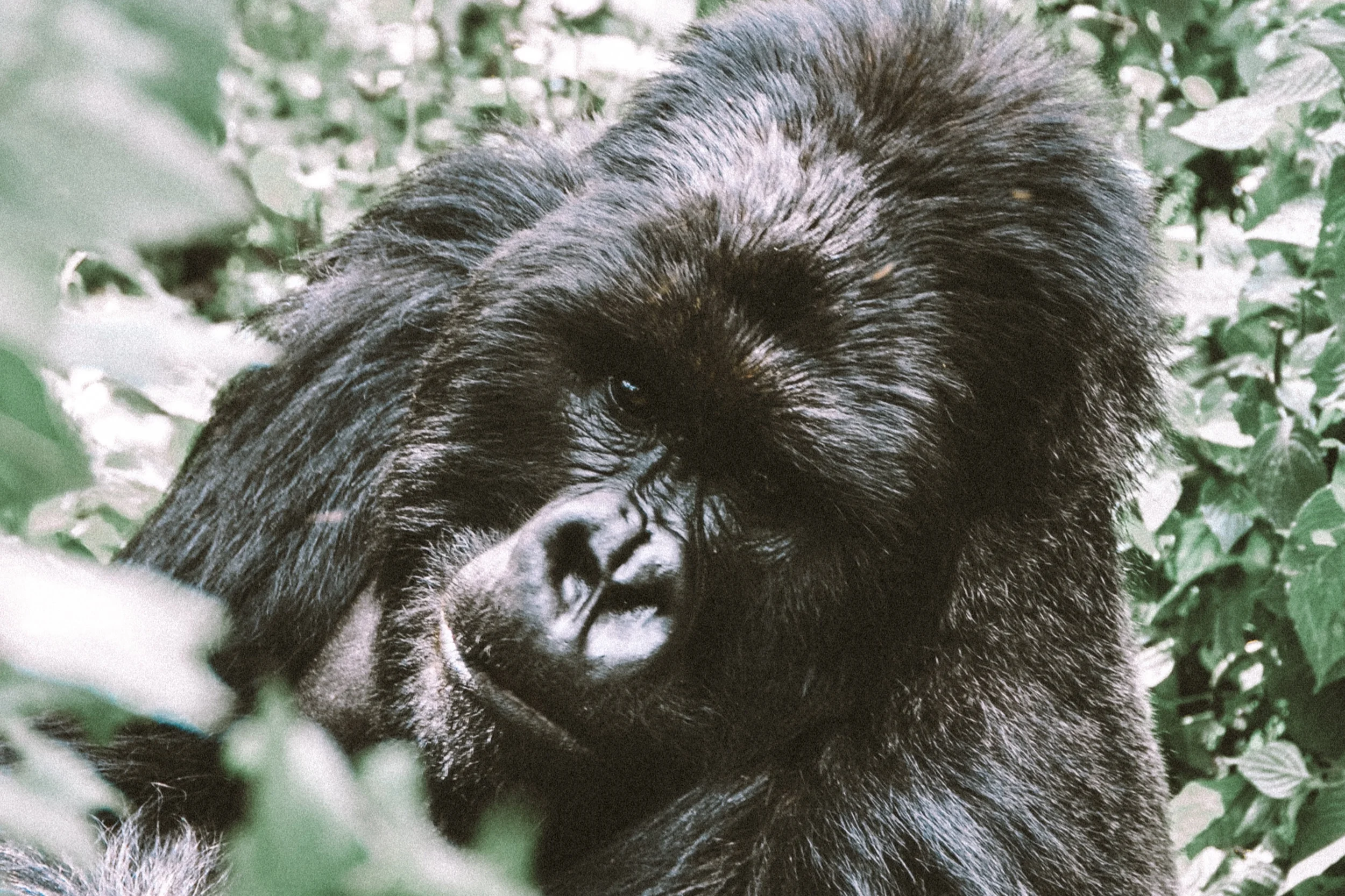 Rwanda9-2.jpg
