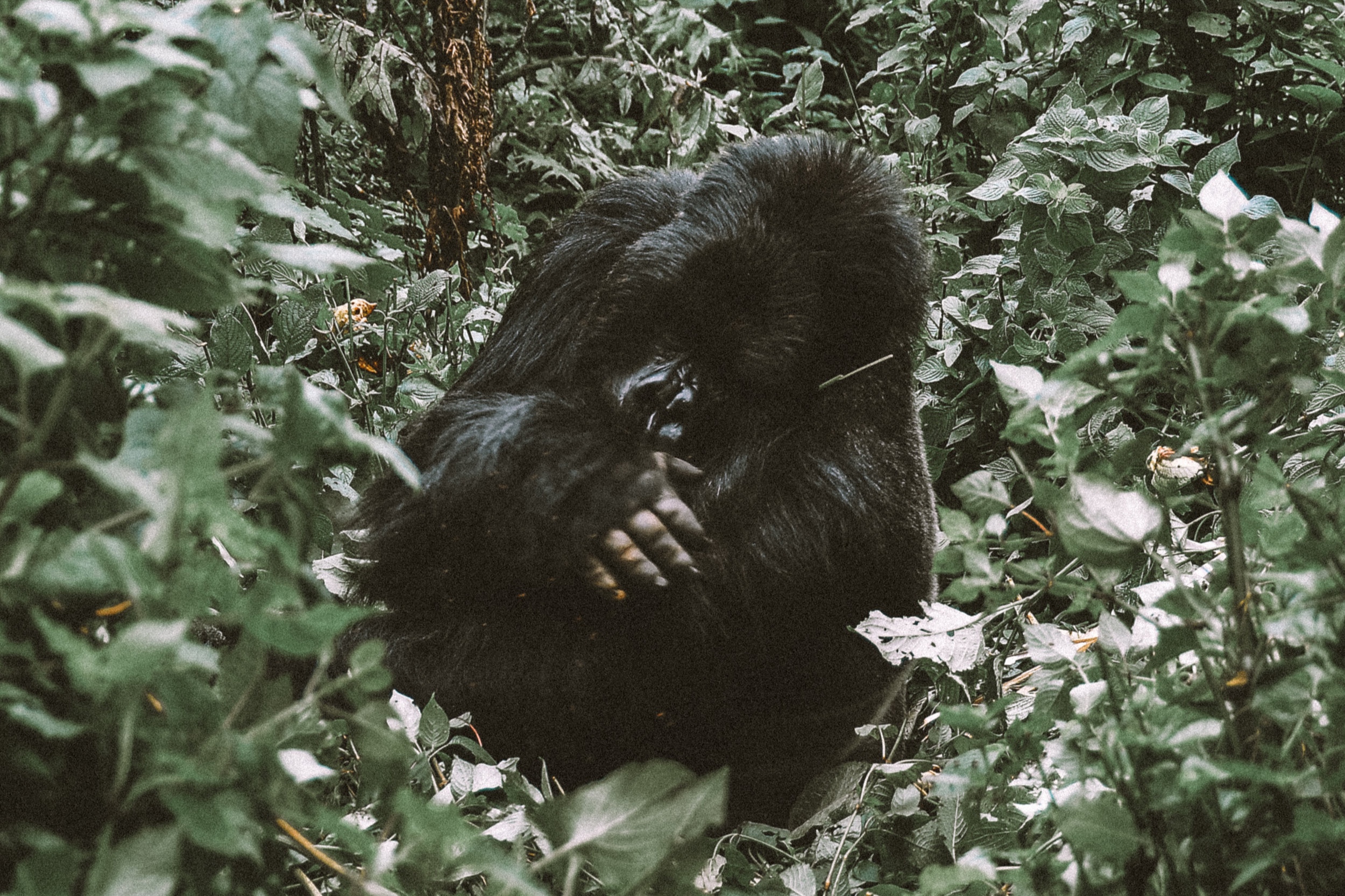 Rwanda10-2.jpg