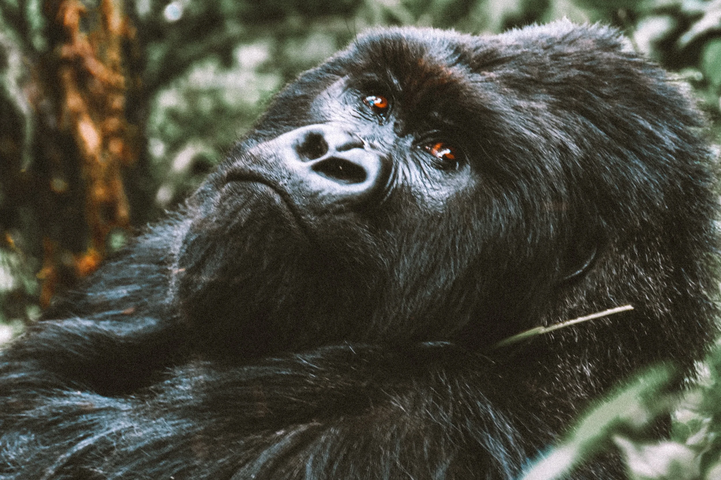 Rwanda11-2.jpg
