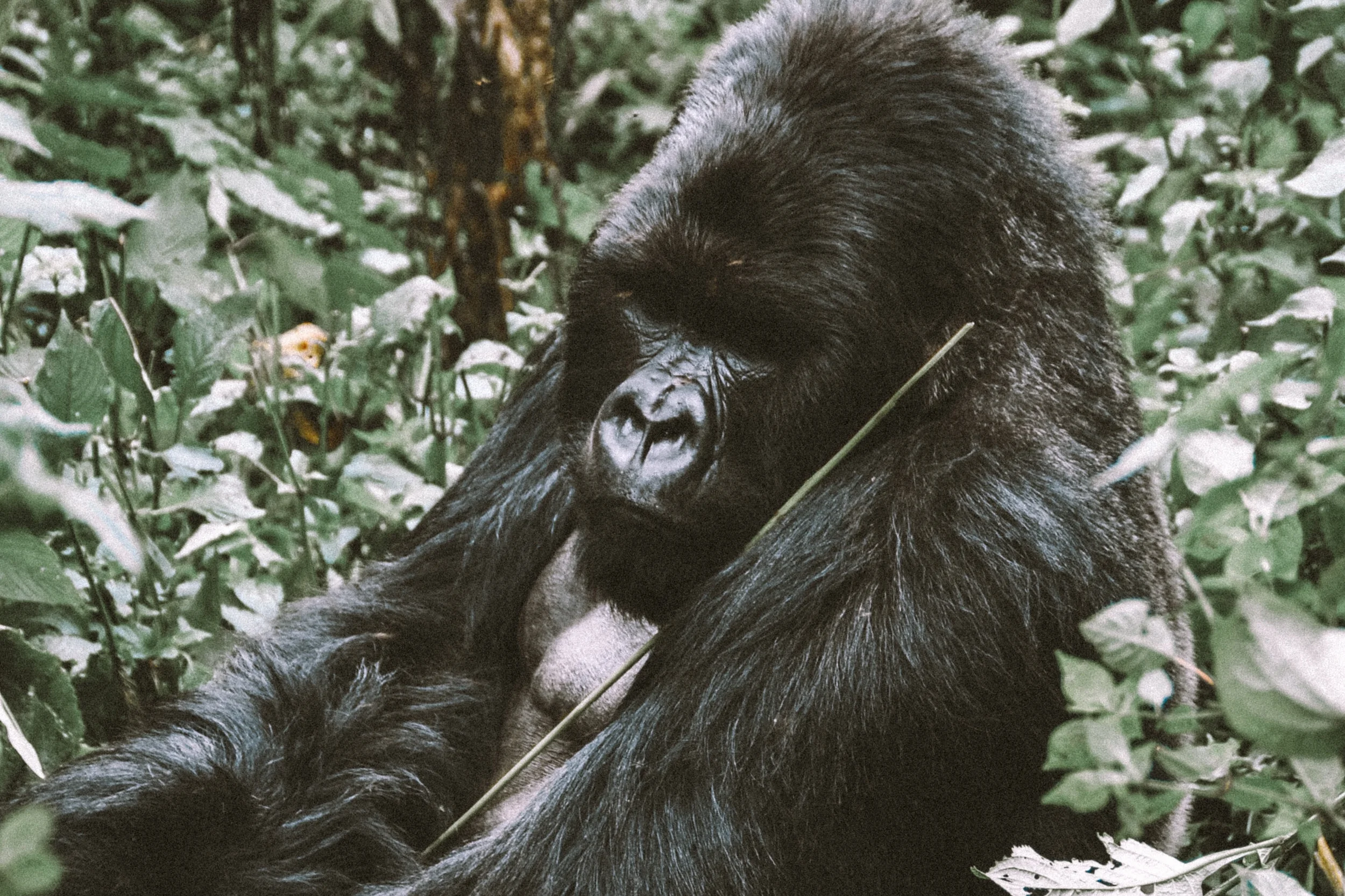 Rwanda12-2.jpg